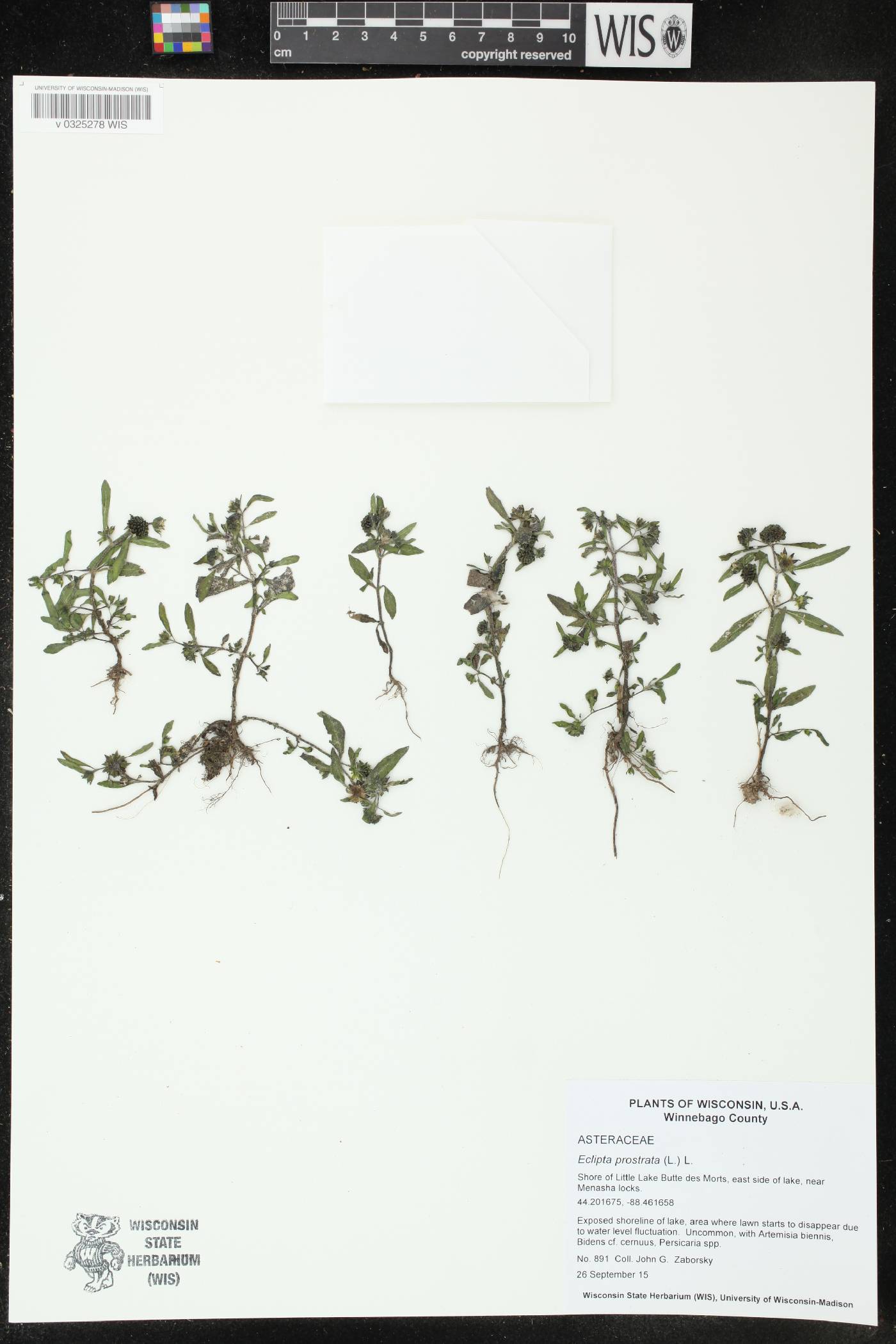 Eclipta prostrata image