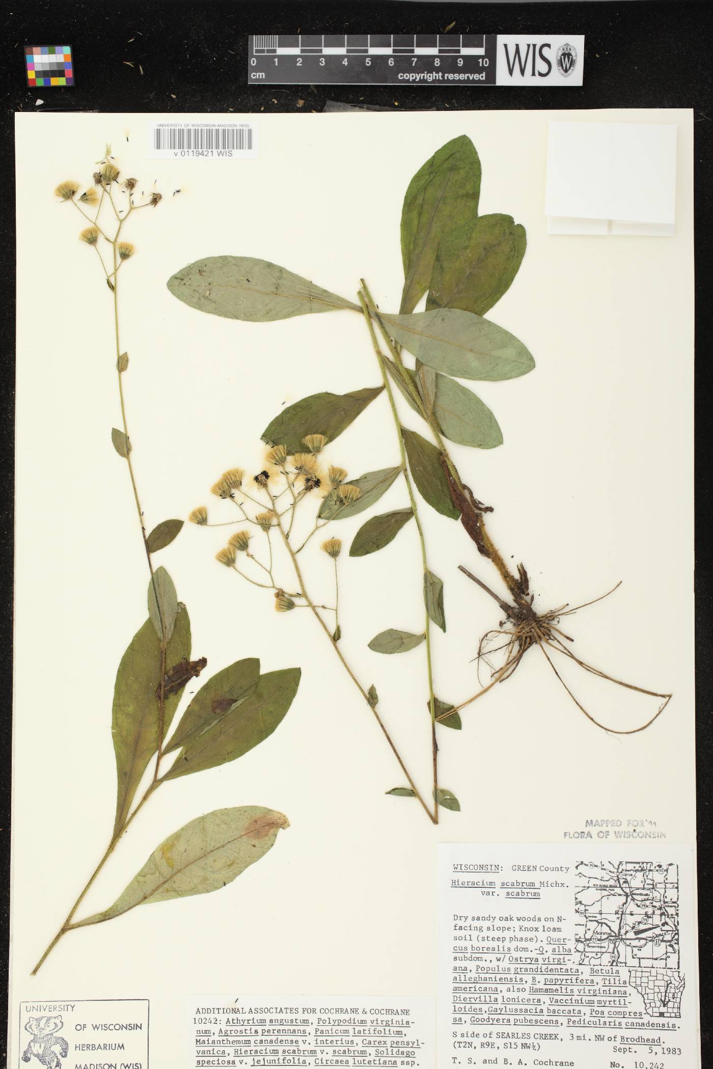 Hieracium scabrum image
