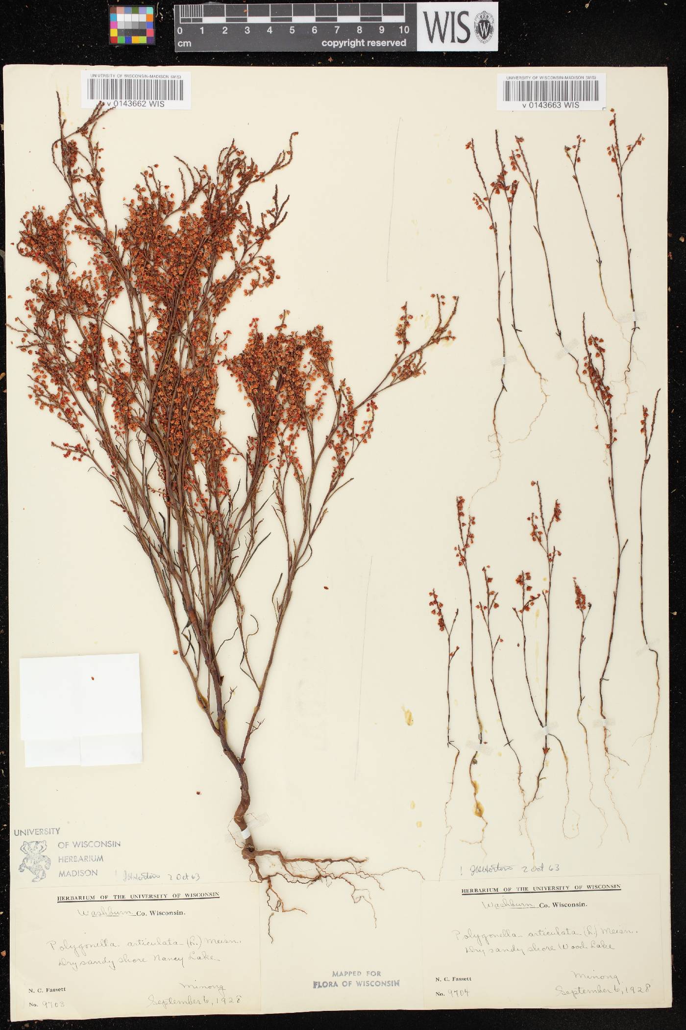 Polygonella articulata image