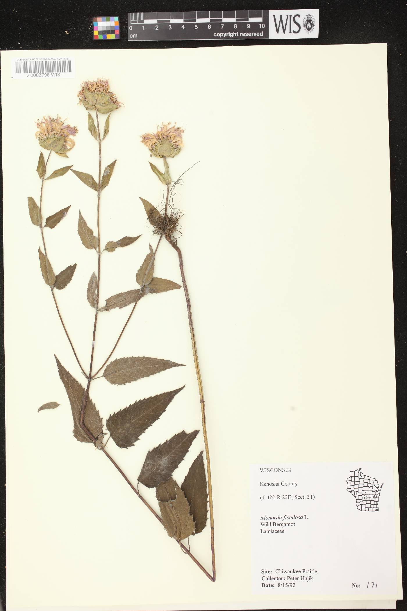 Monarda fistulosa image