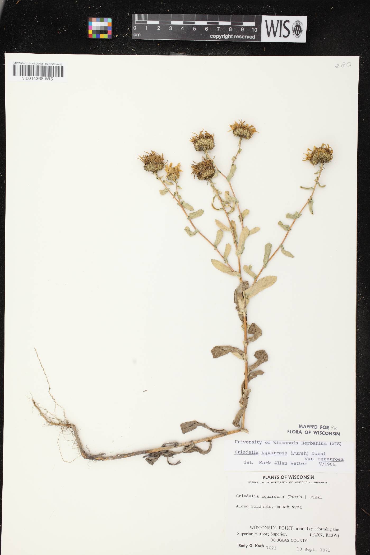 Grindelia squarrosa image