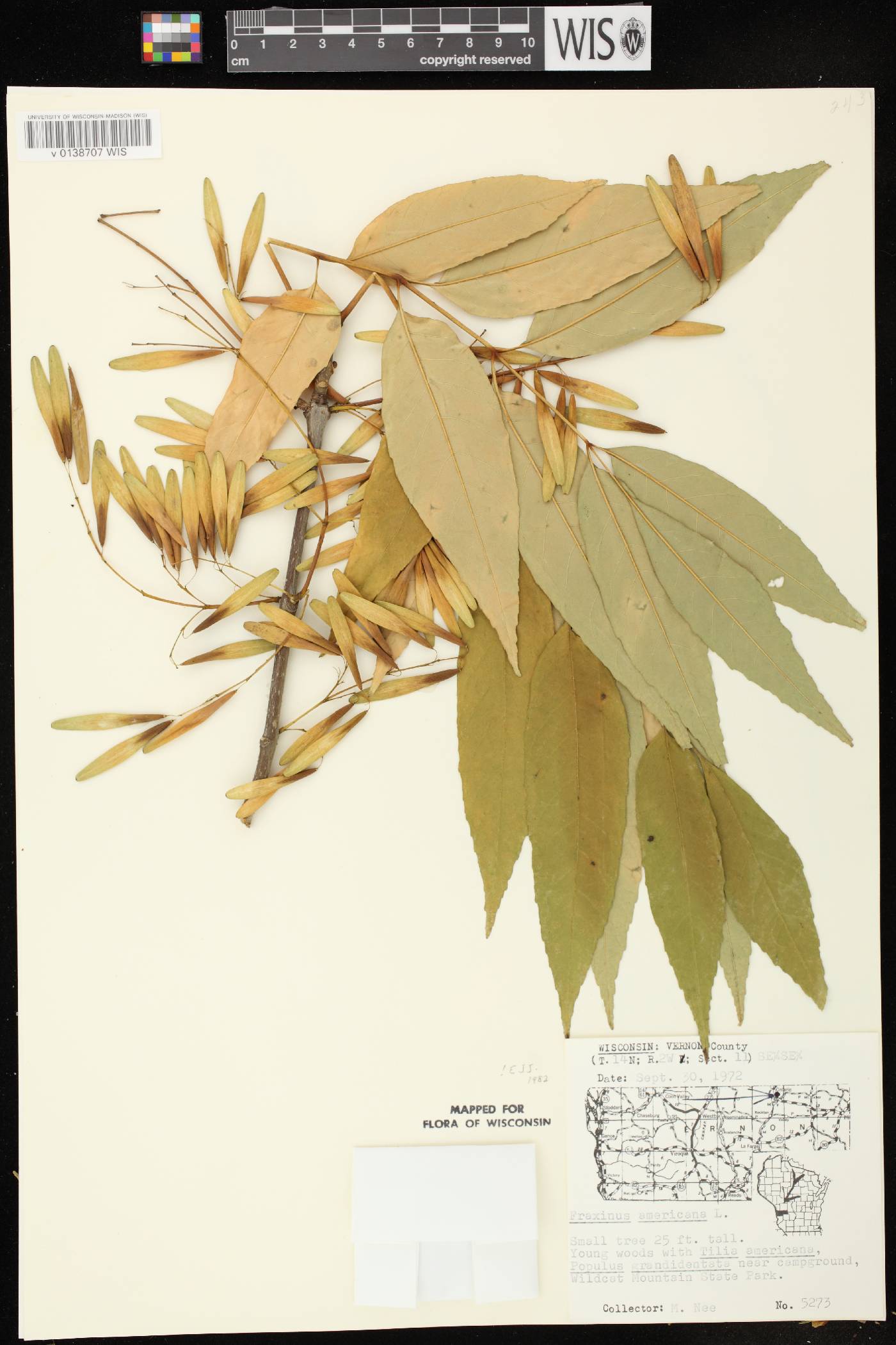 Fraxinus americana image