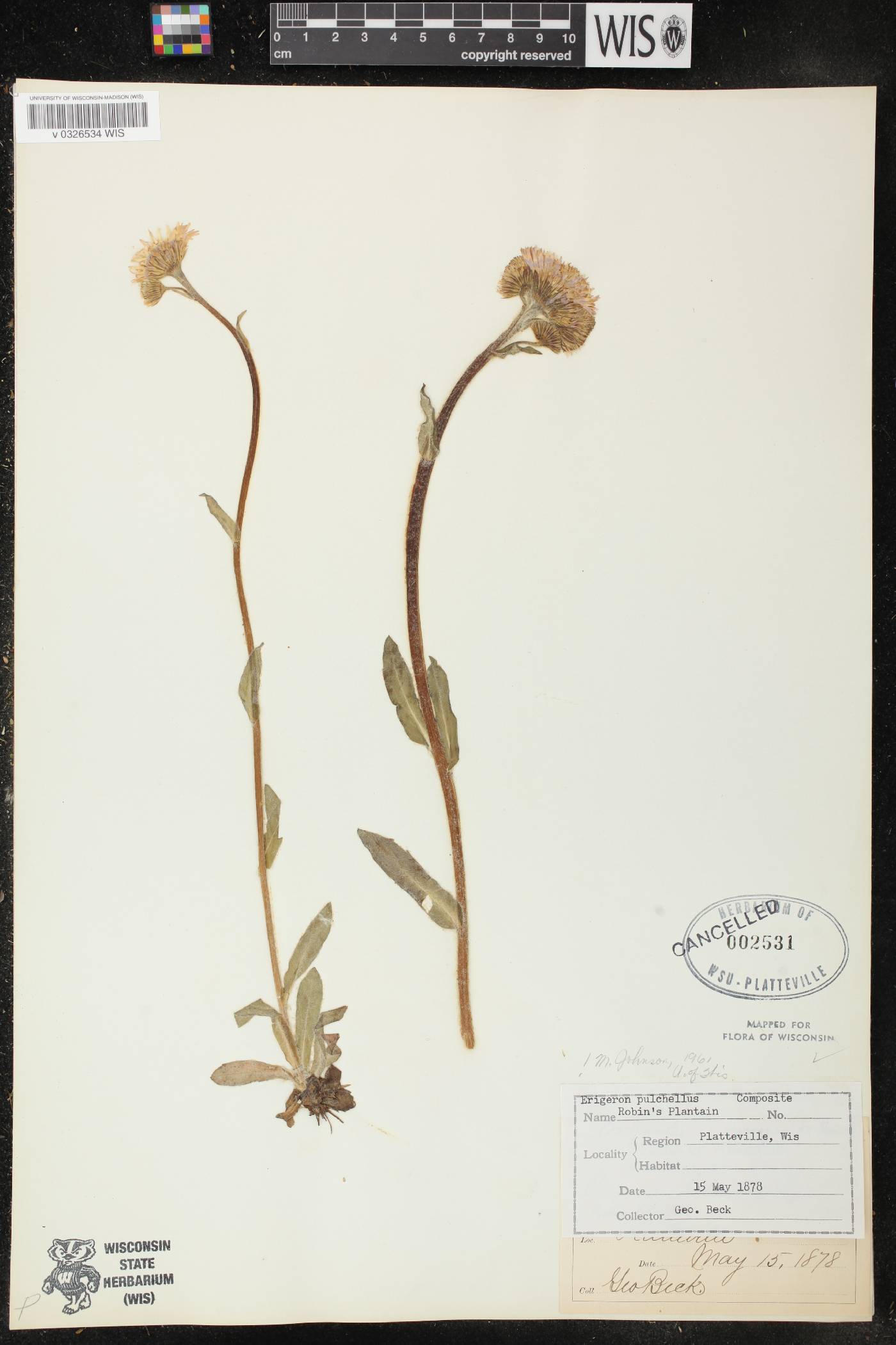 Erigeron pulchellus image