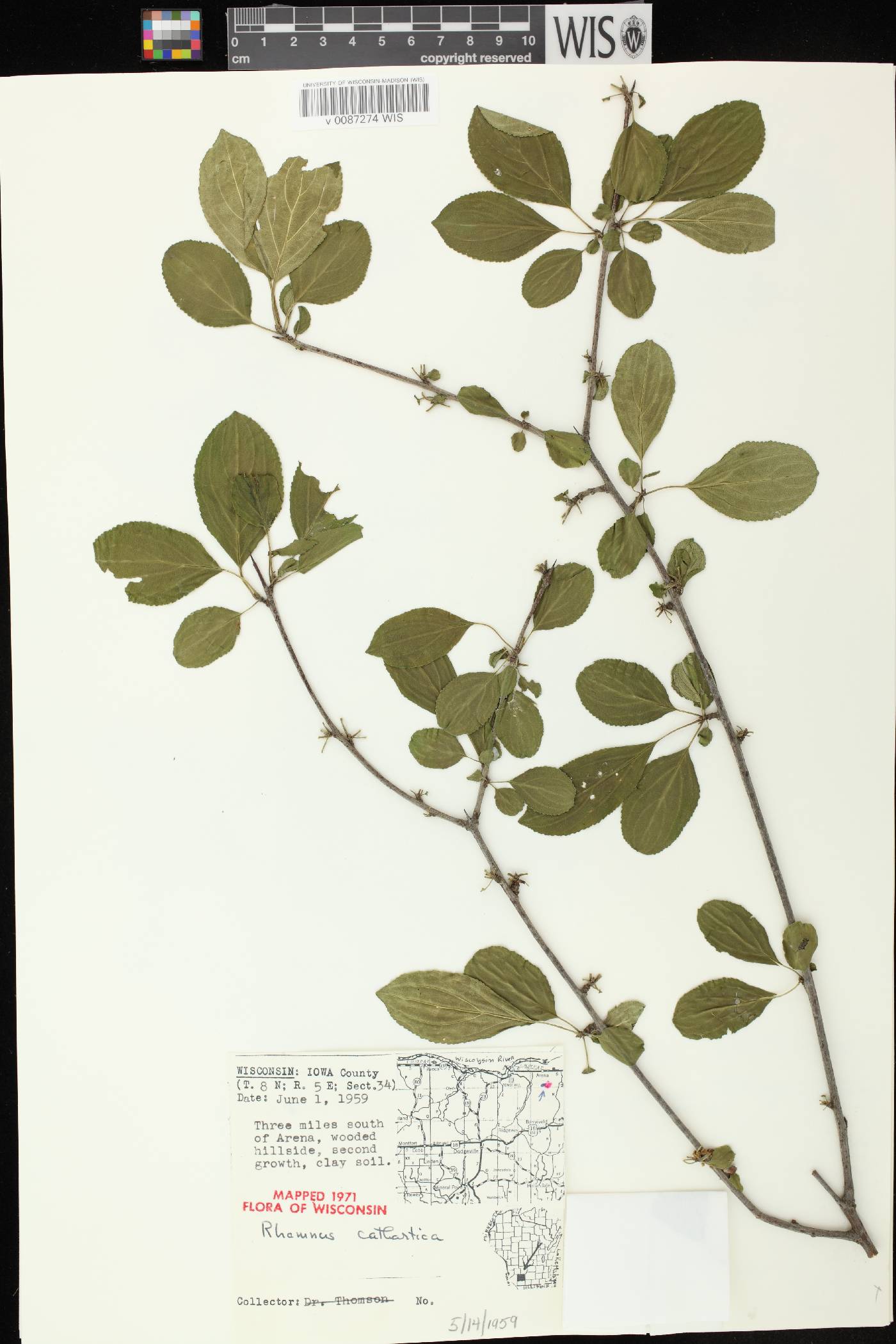 Rhamnus cathartica image
