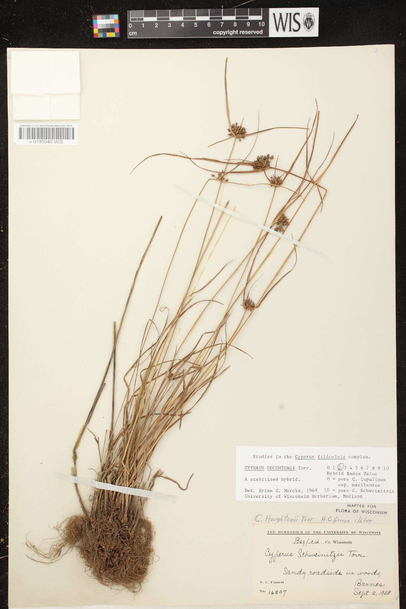 Cyperus houghtonii image