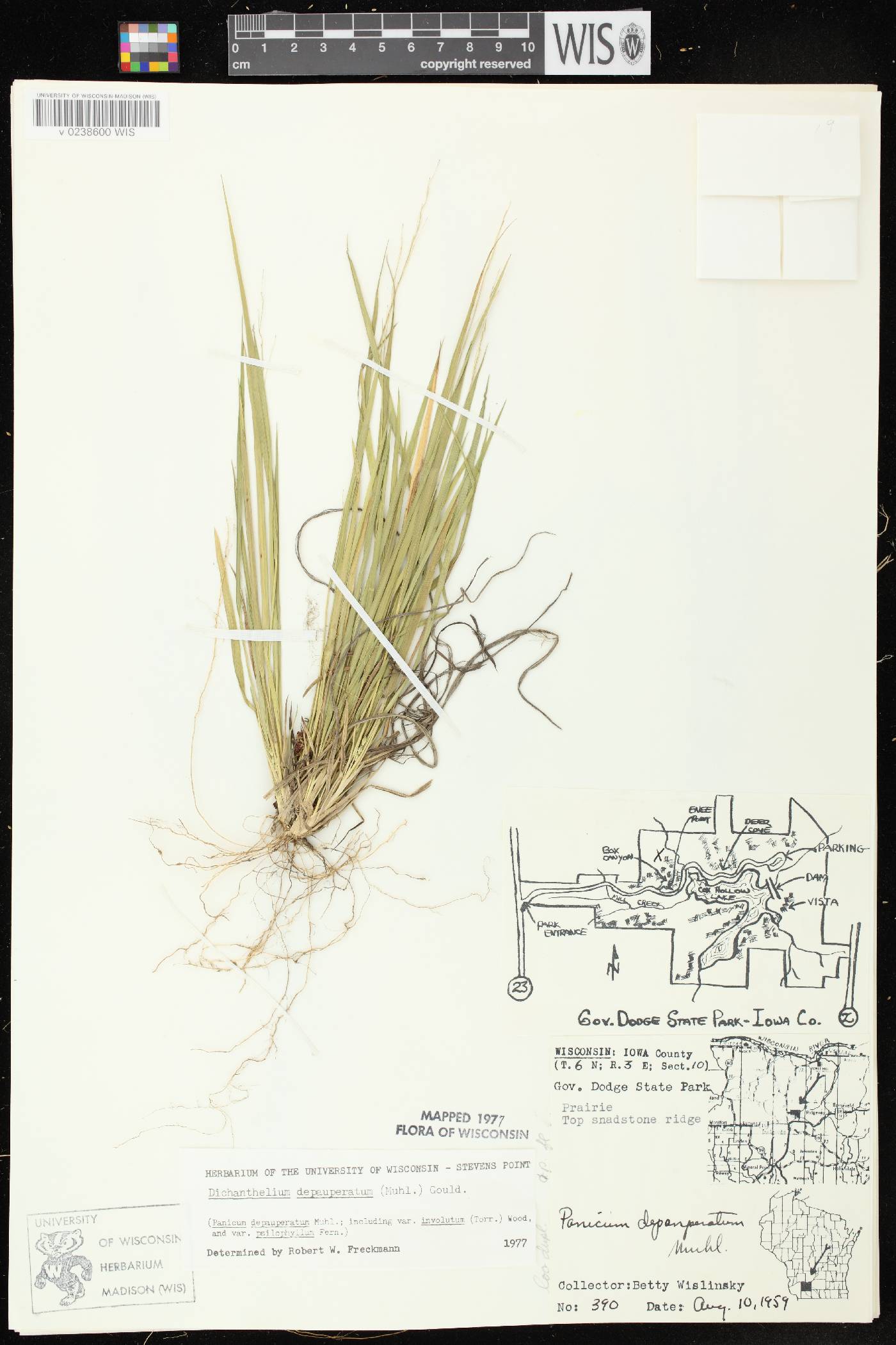 Dichanthelium depauperatum image
