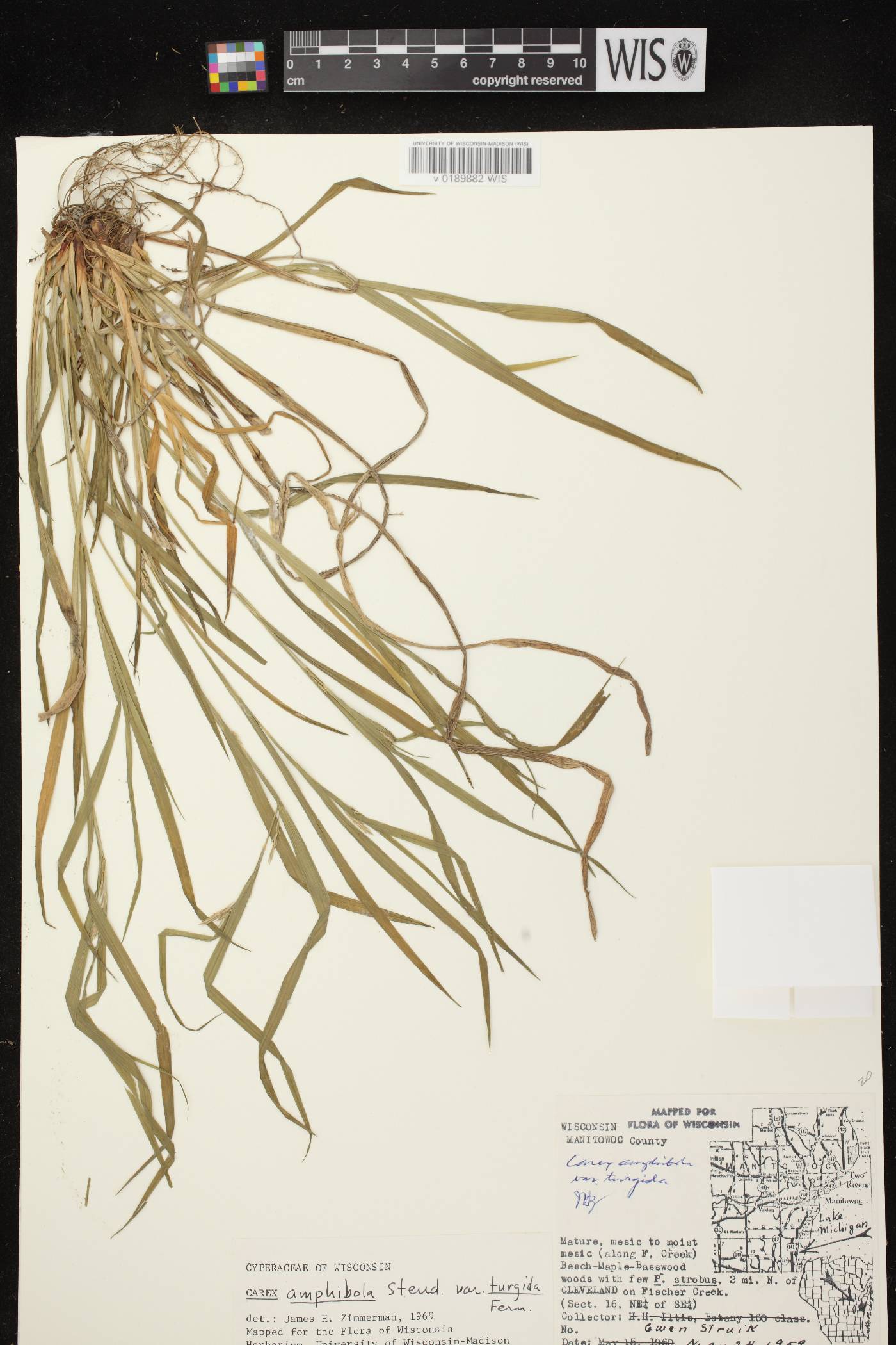 Carex grisea image