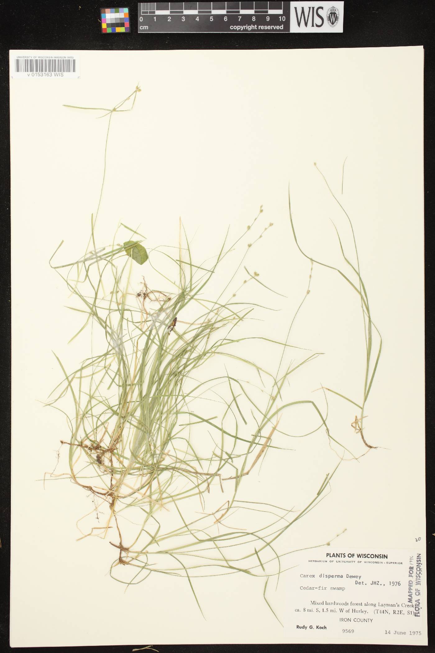 Carex disperma image