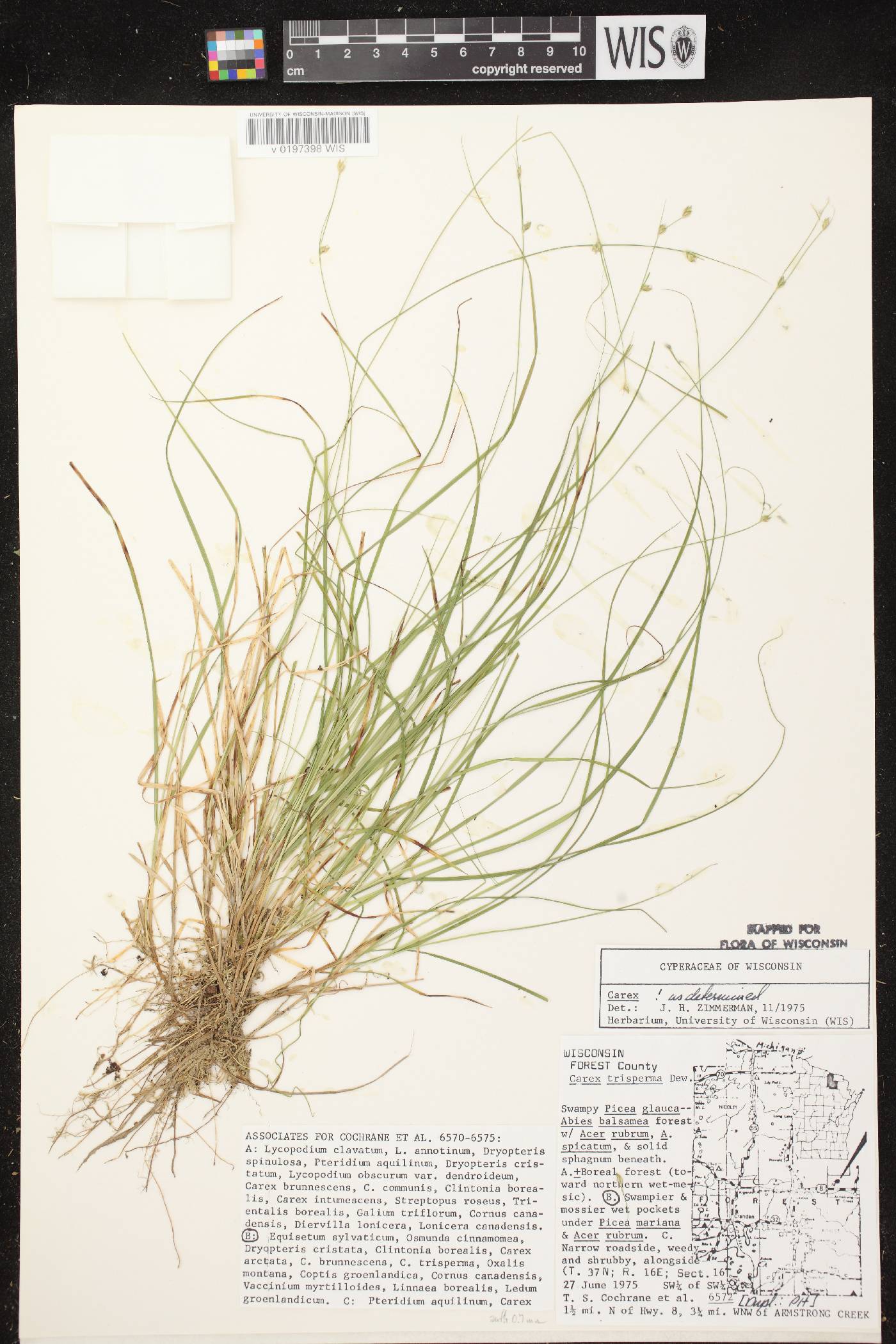 Carex trisperma image