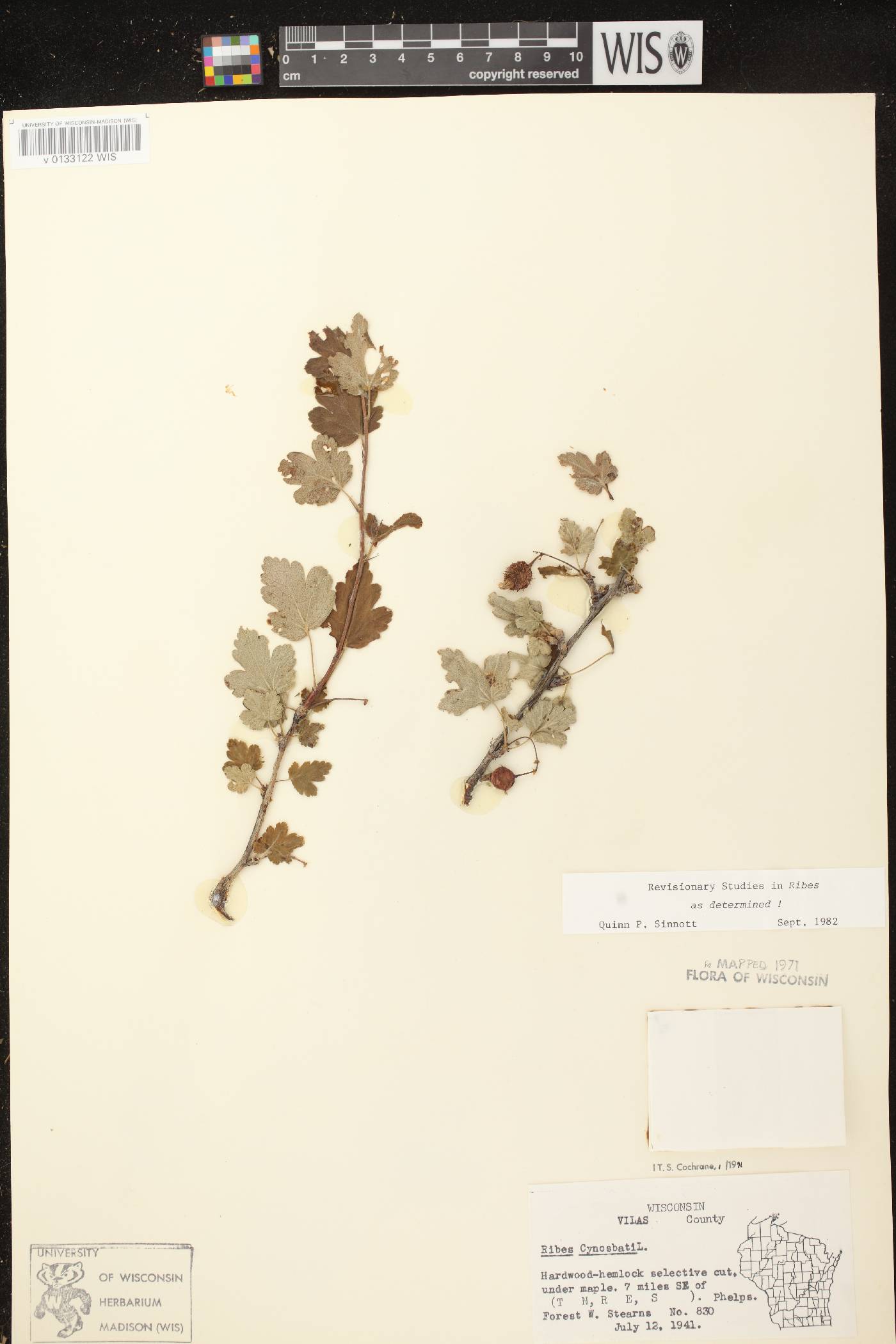 Ribes cynosbati image