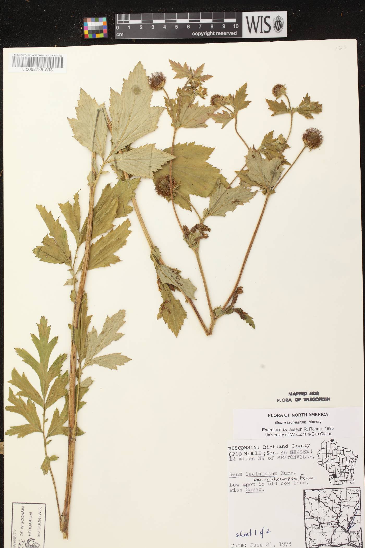 Geum laciniatum image