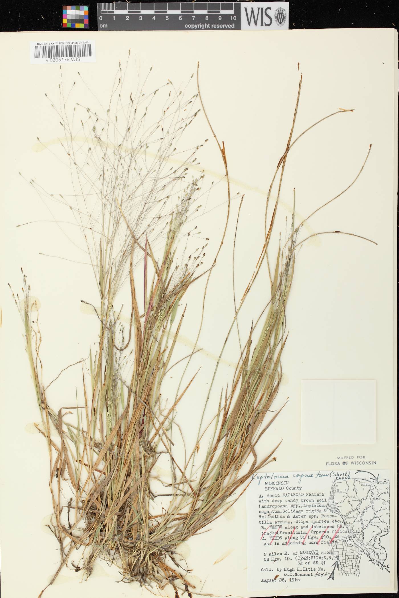 Digitaria cognata image