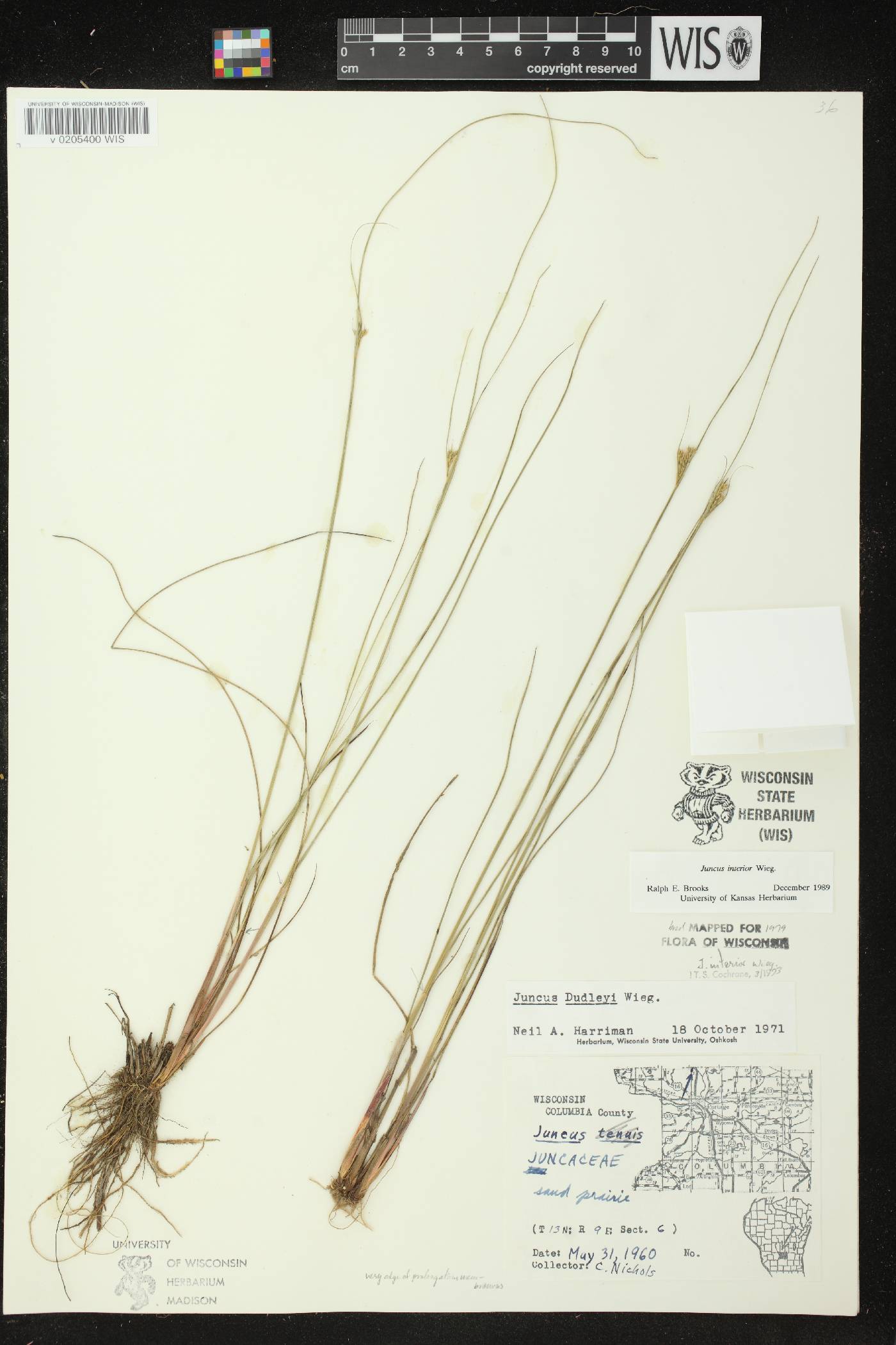 Juncus interior image