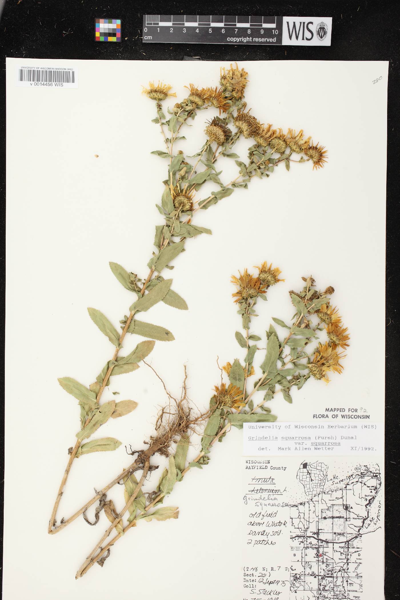 Grindelia squarrosa image