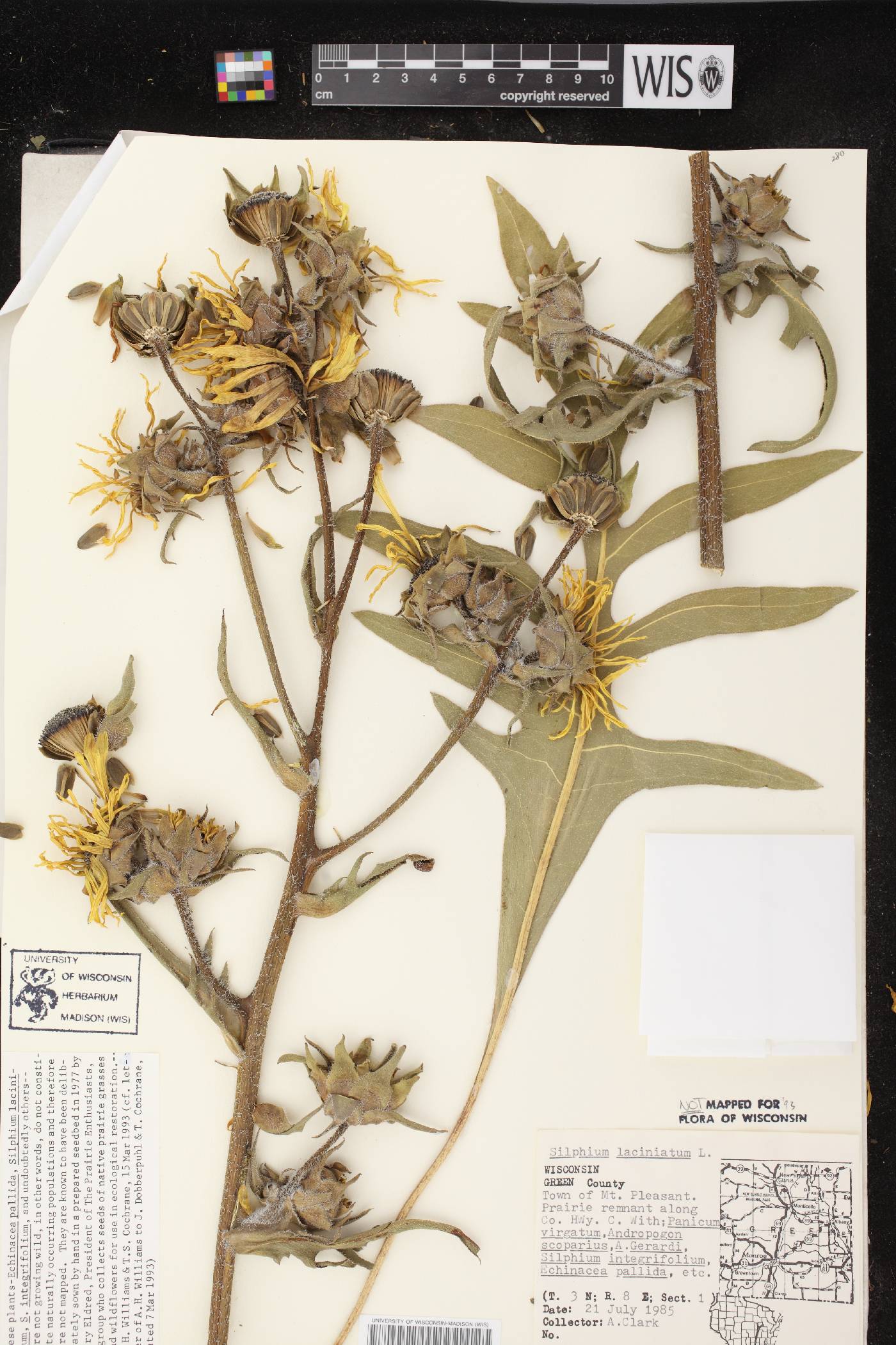 Silphium laciniatum image
