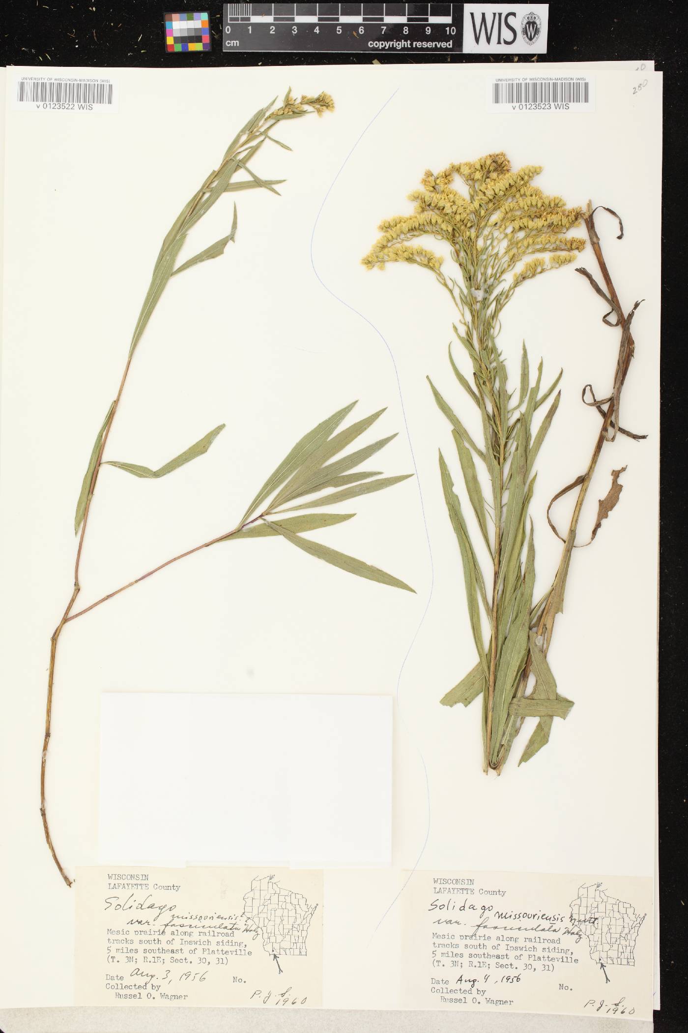 Solidago missouriensis image
