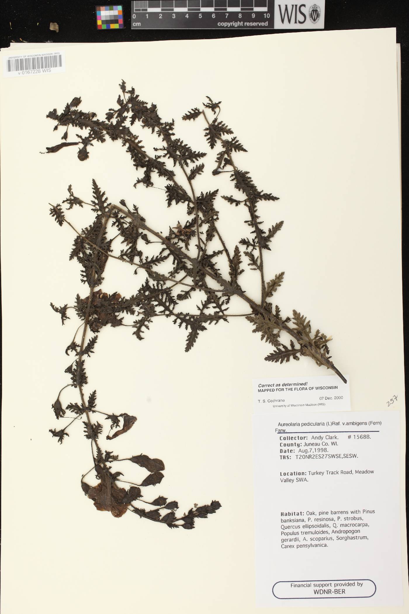 Aureolaria pedicularia image