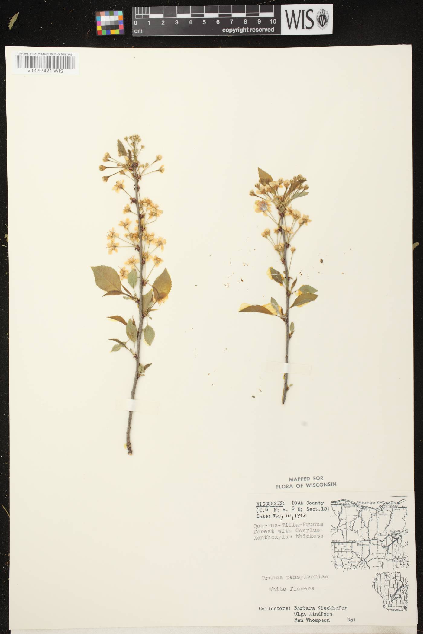 Prunus pensylvanica image