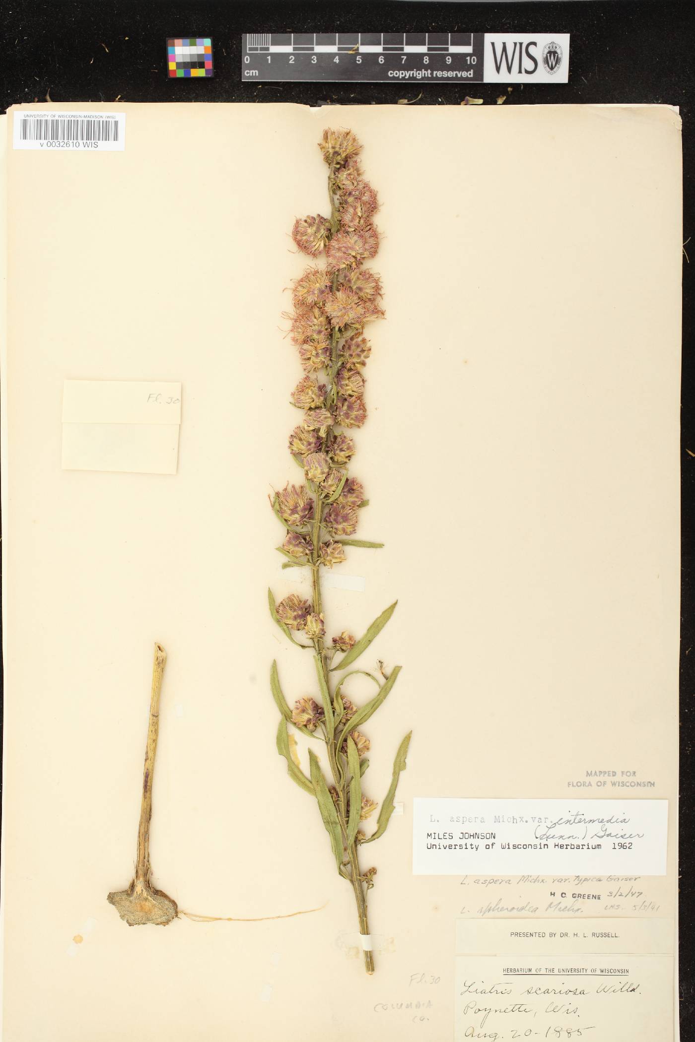 Liatris aspera image