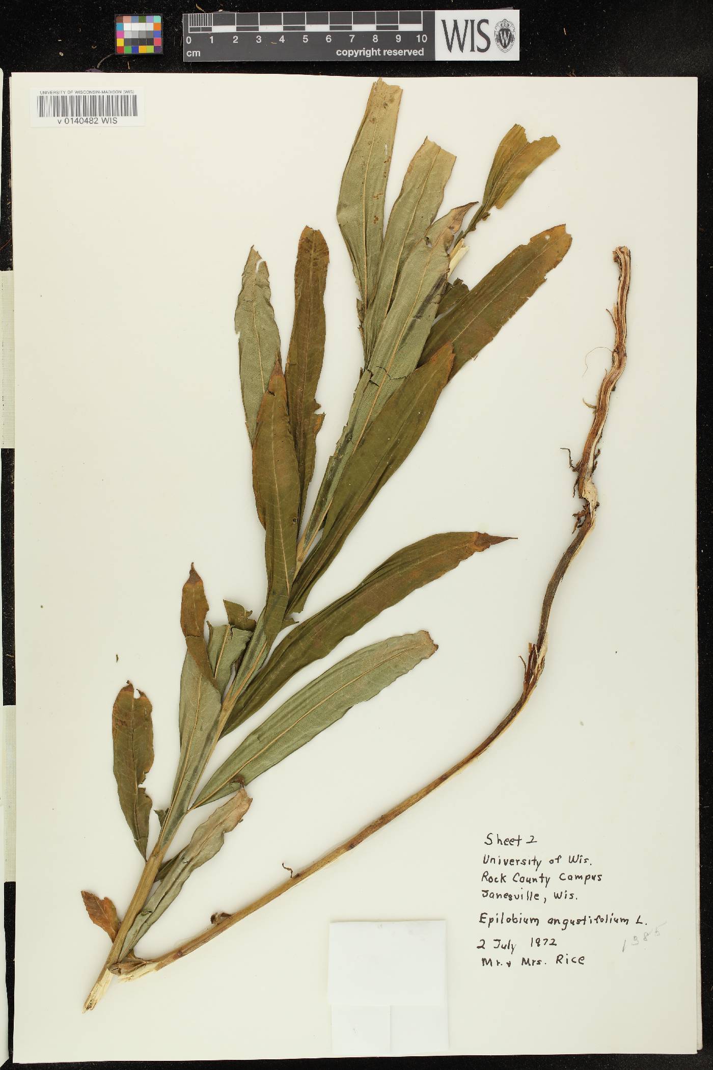 Chamerion angustifolium subsp. circumvagum image
