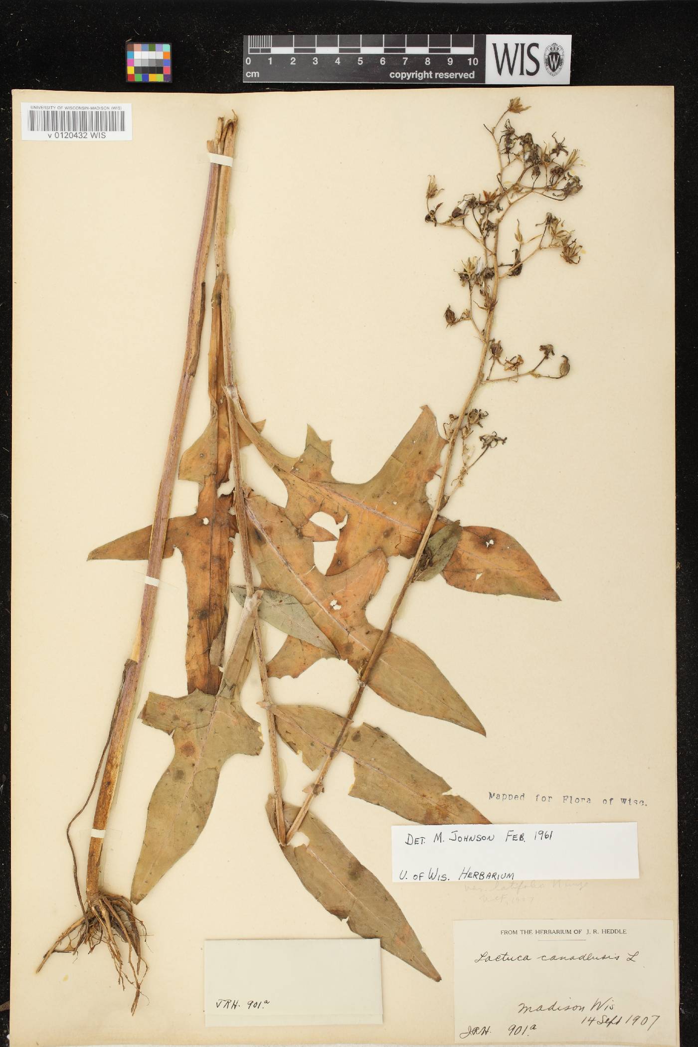 Lactuca canadensis image