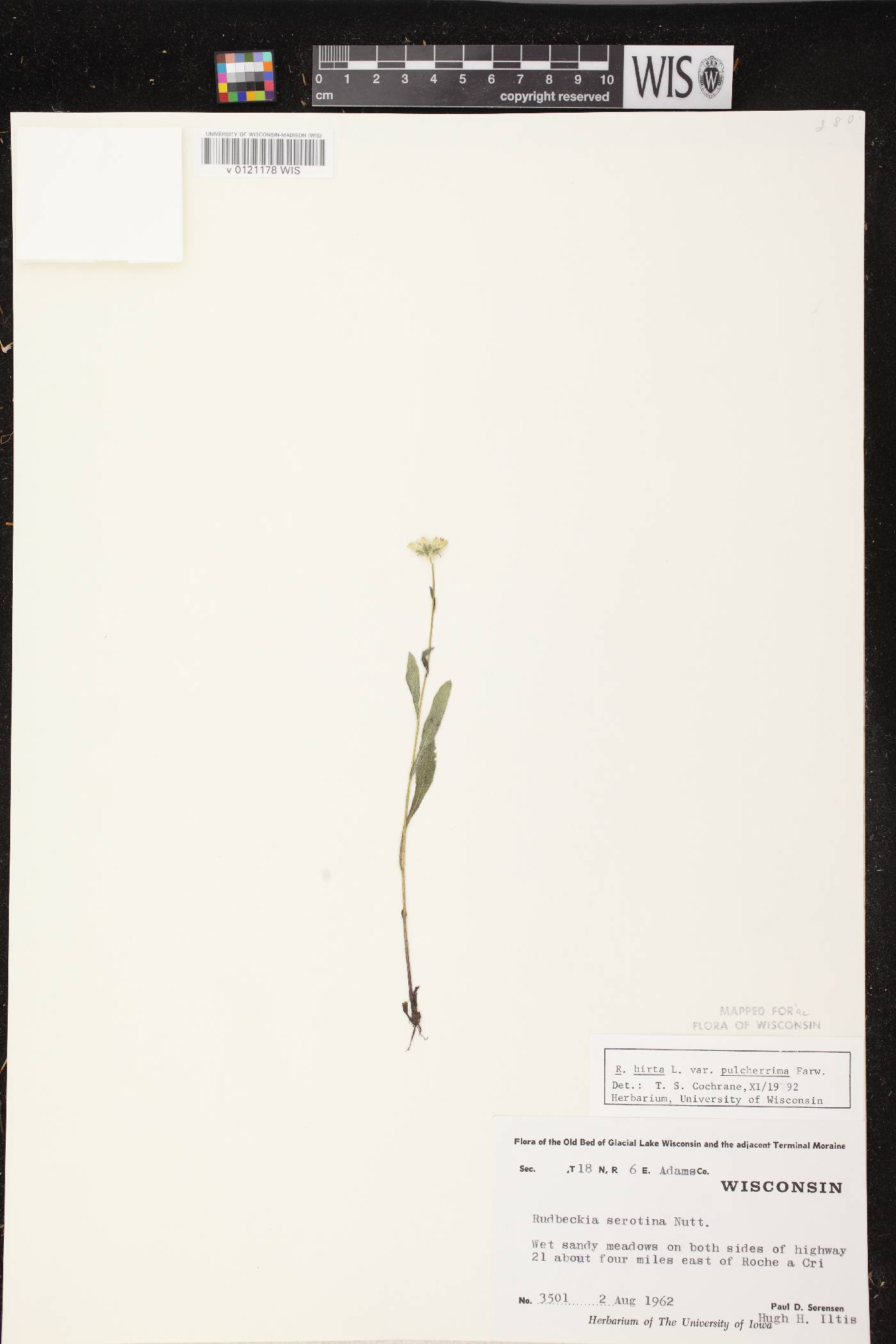 Rudbeckia hirta image