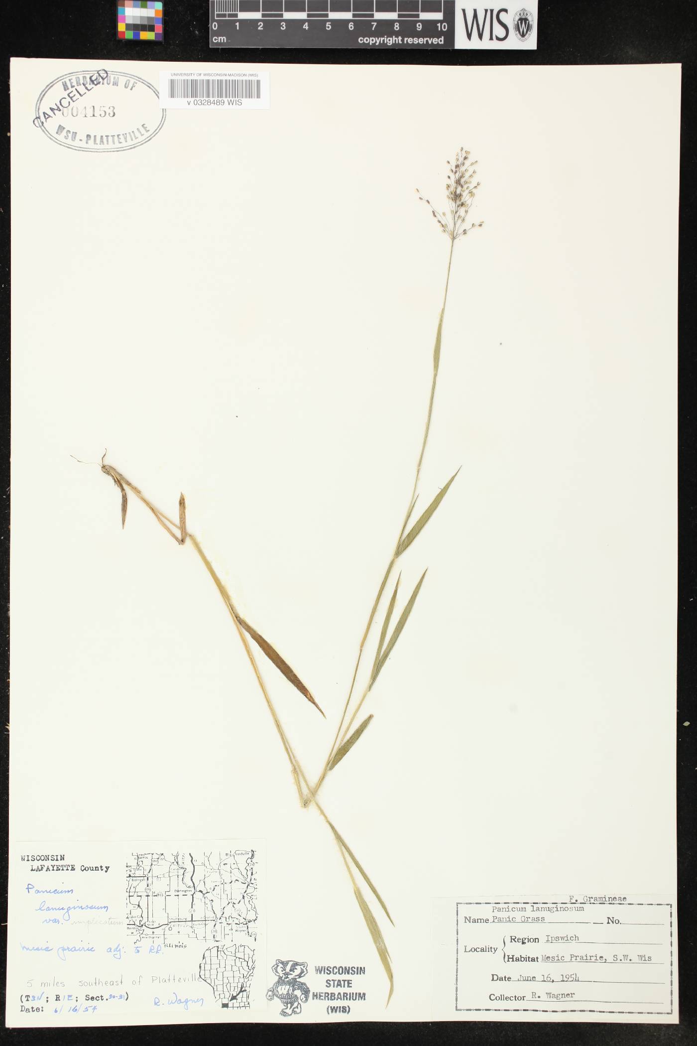 Dichanthelium leibergii image