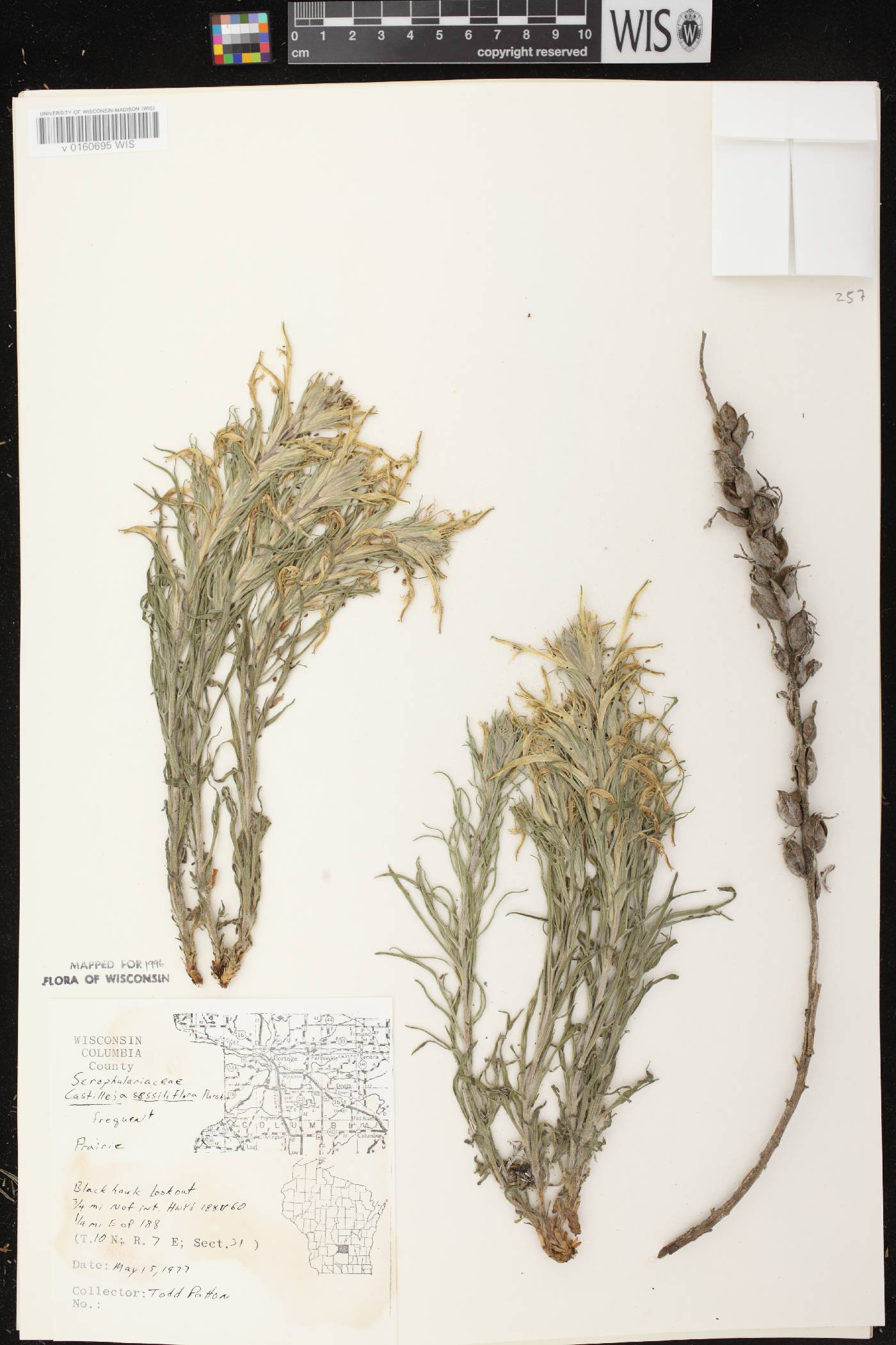 Castilleja sessiliflora image