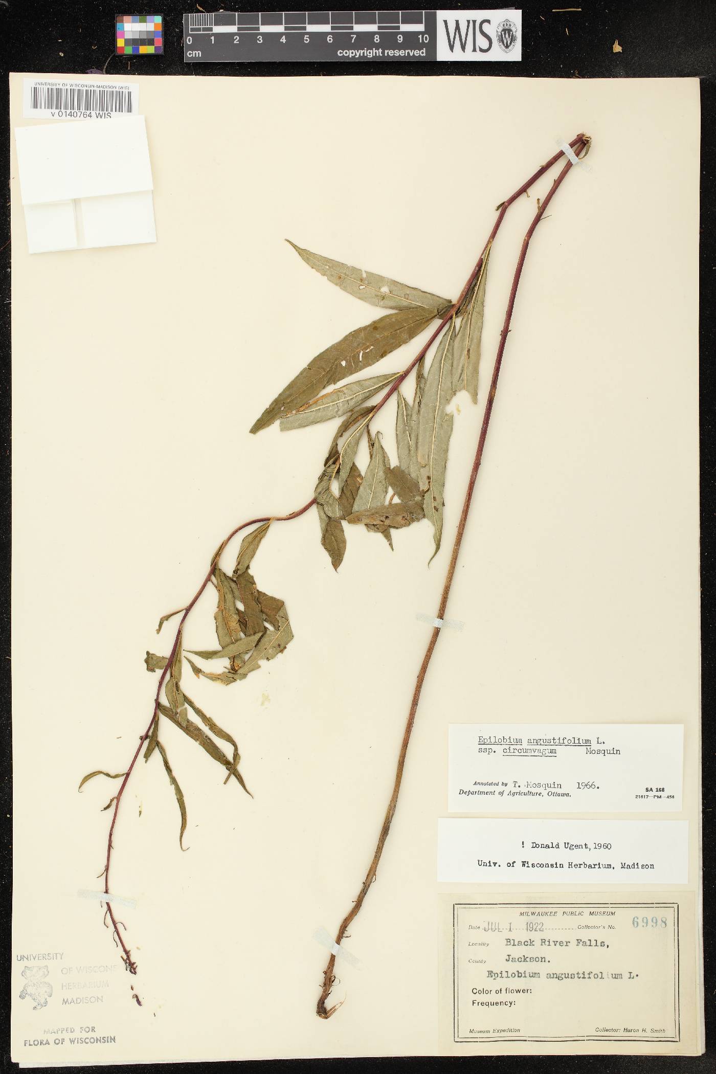 Chamerion angustifolium subsp. circumvagum image