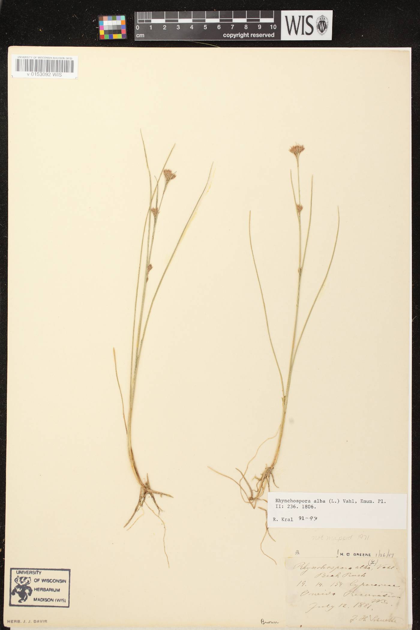 Rhynchospora alba image
