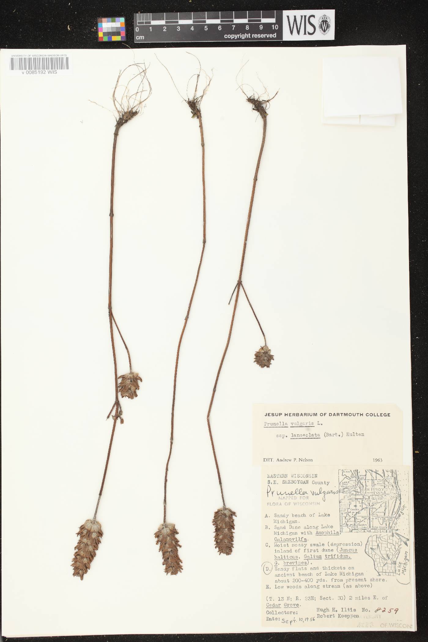 Prunella vulgaris subsp. lanceolata image