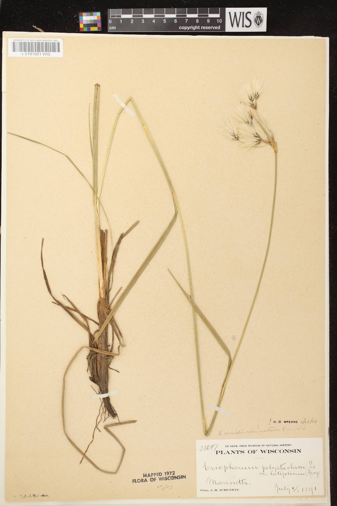 Eriophorum viridicarinatum image