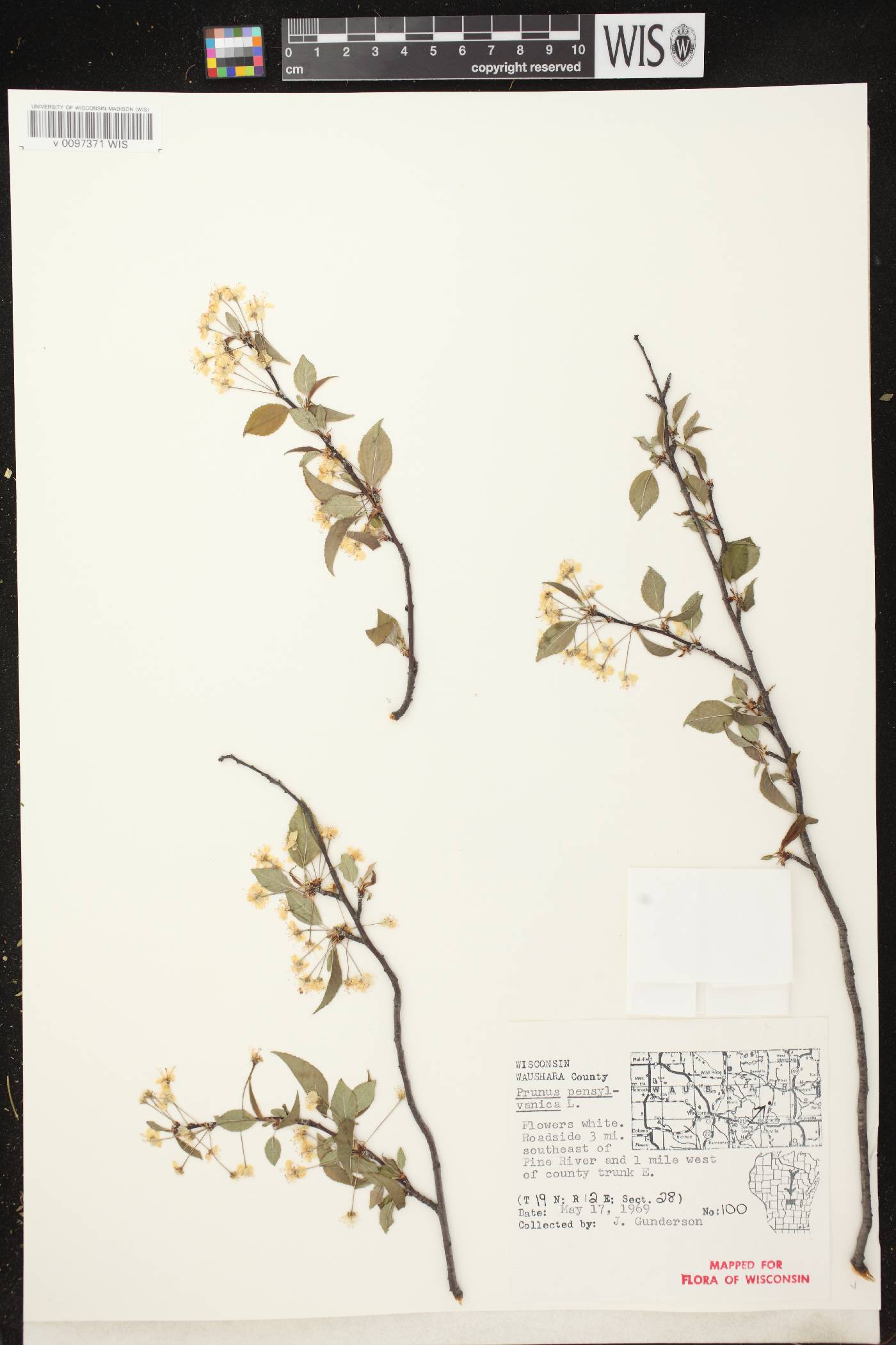 Prunus pensylvanica image