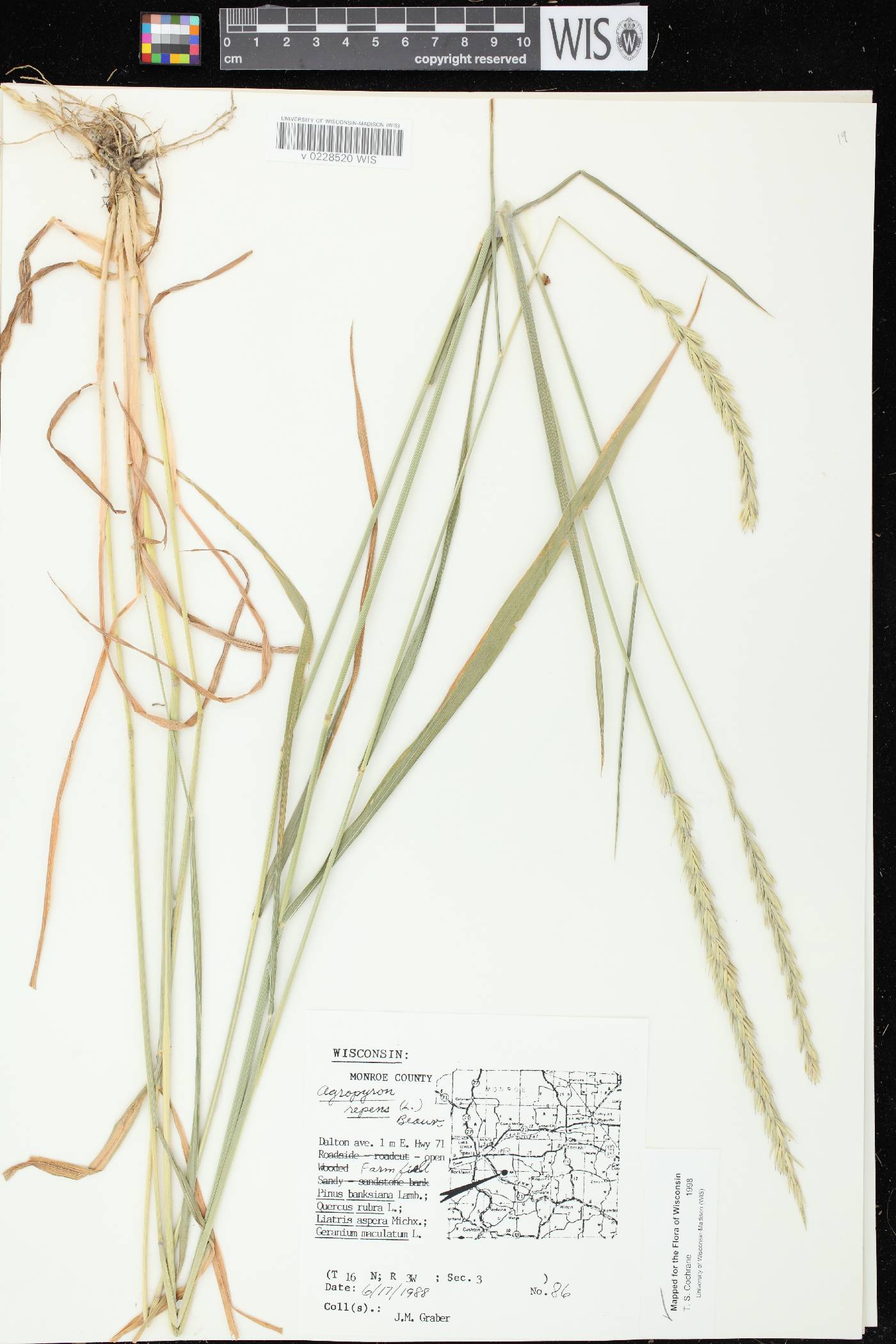 Elymus repens image