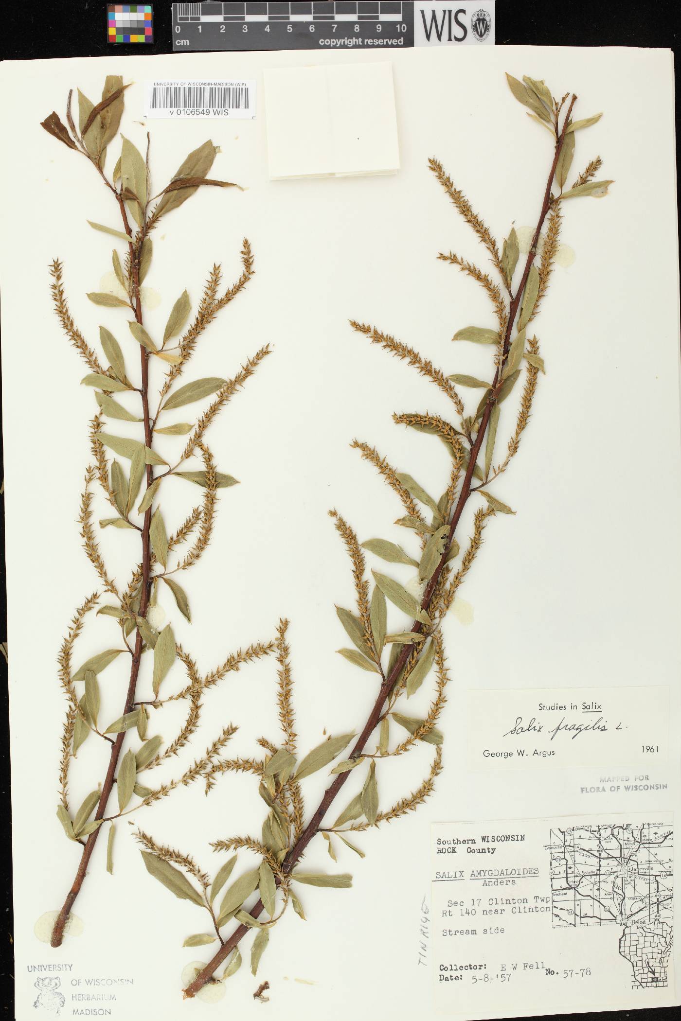 Salix x fragilis image