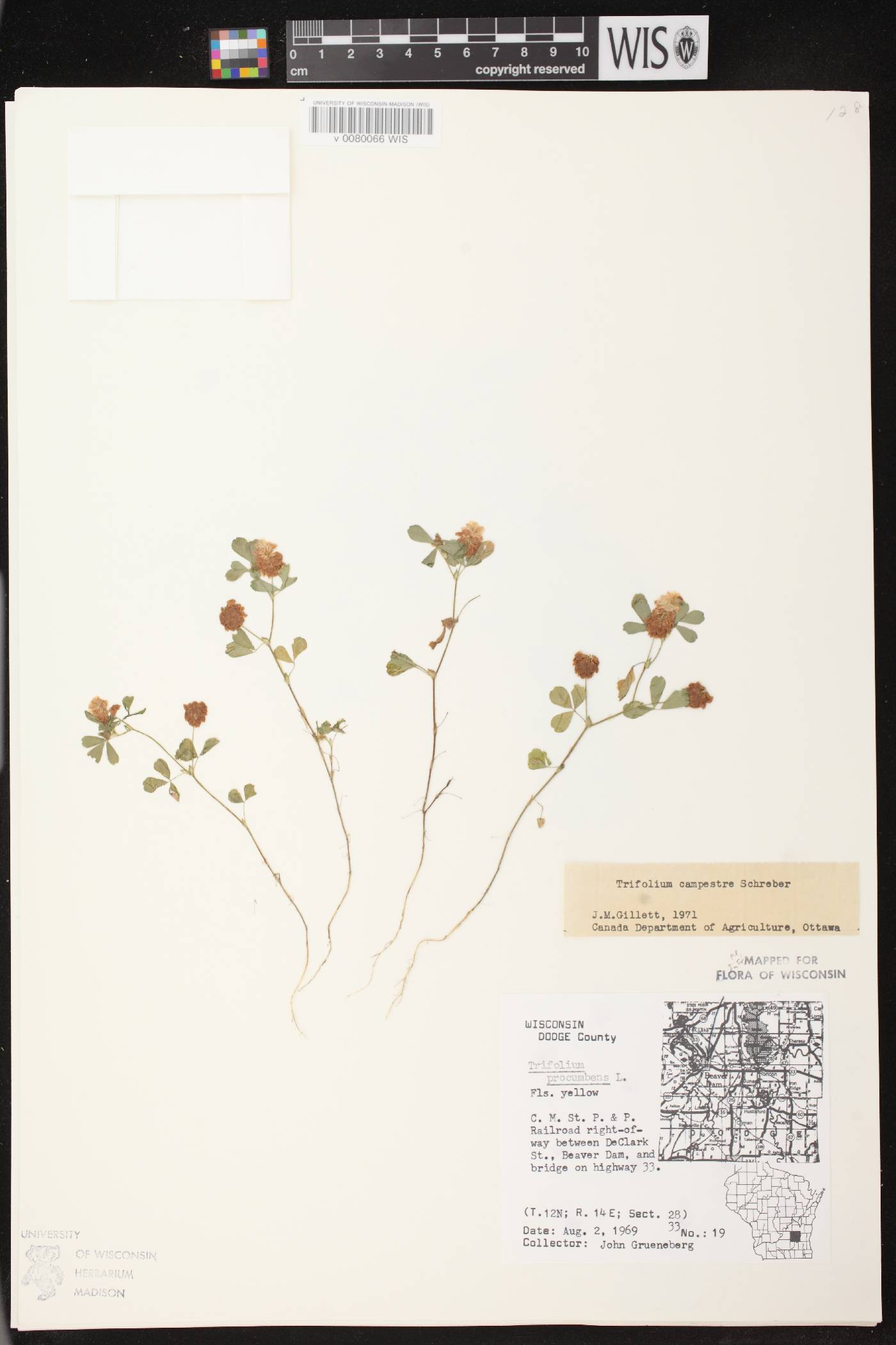 Trifolium campestre image