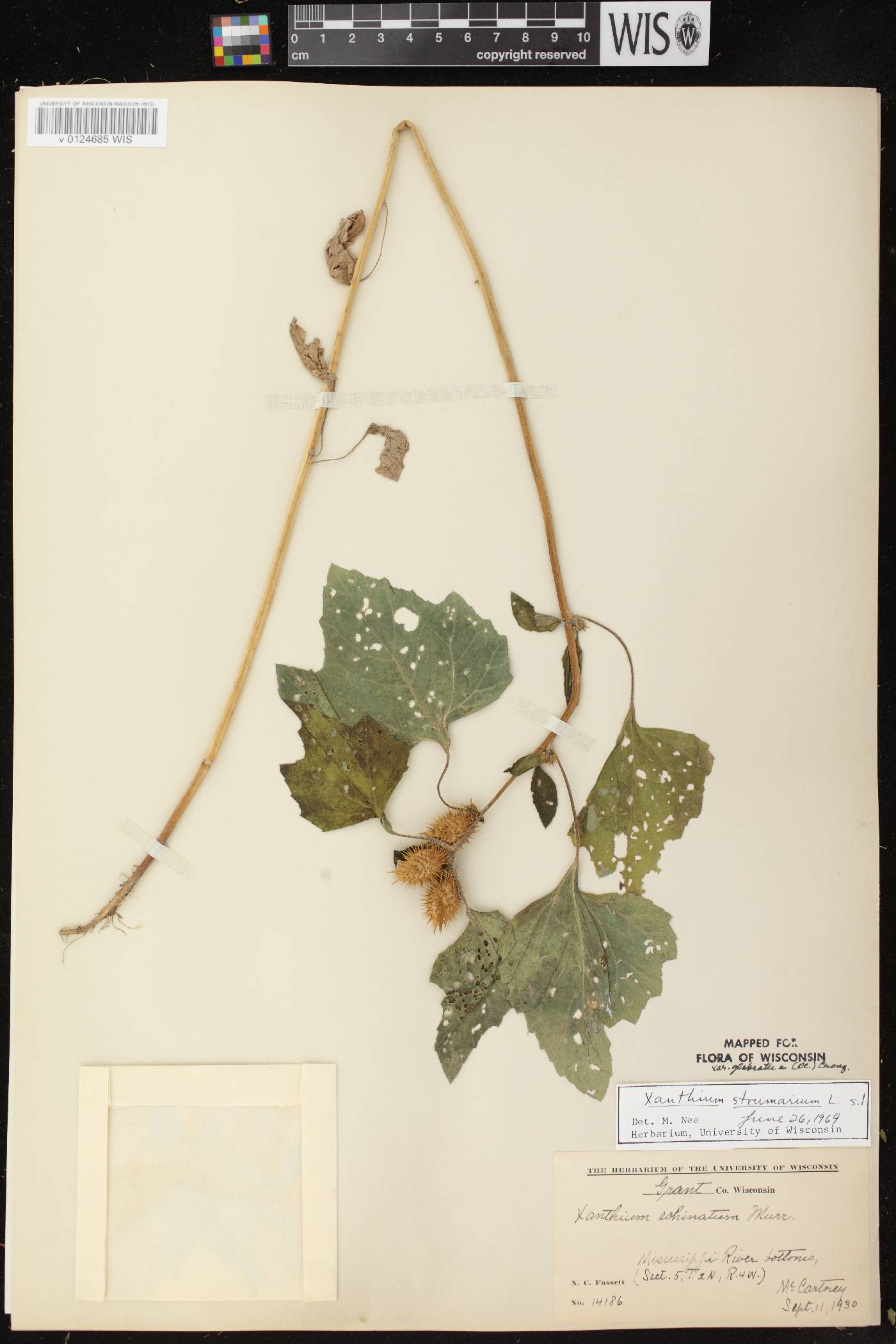 Xanthium strumarium image