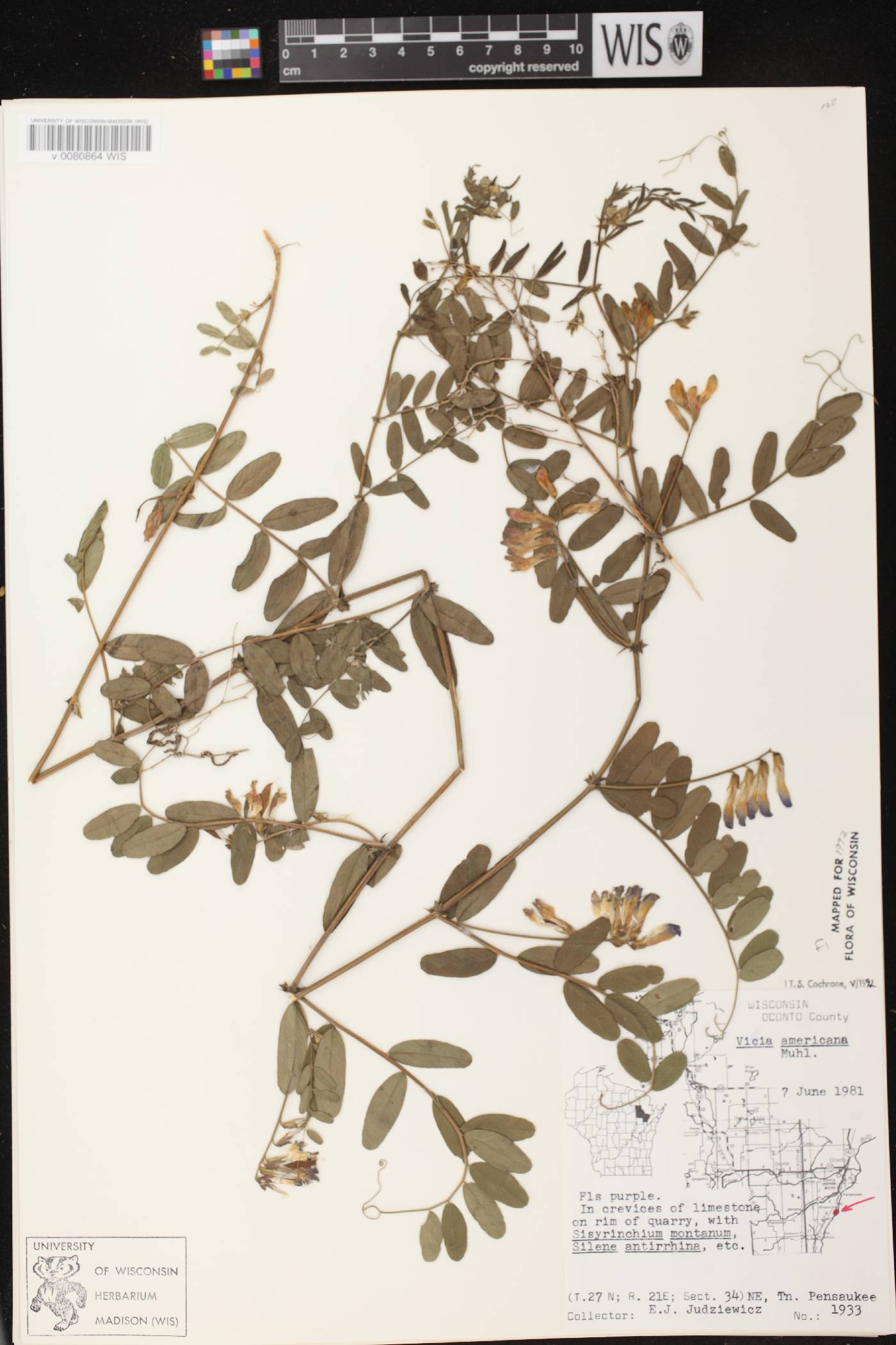 Vicia americana subsp. americana image