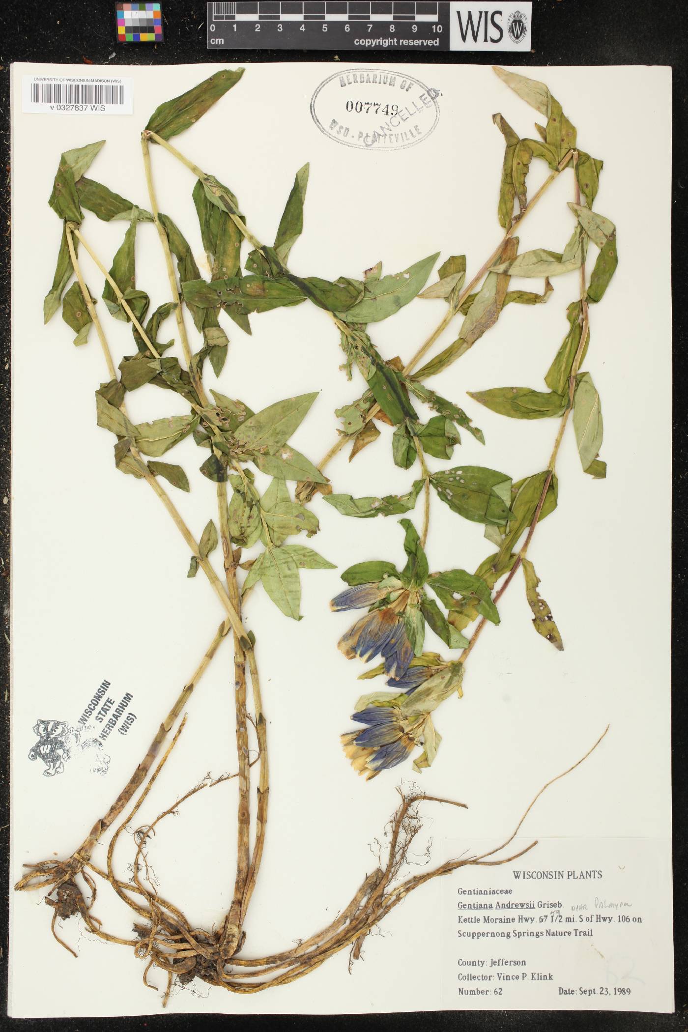 Gentiana andrewsii var. andrewsii image