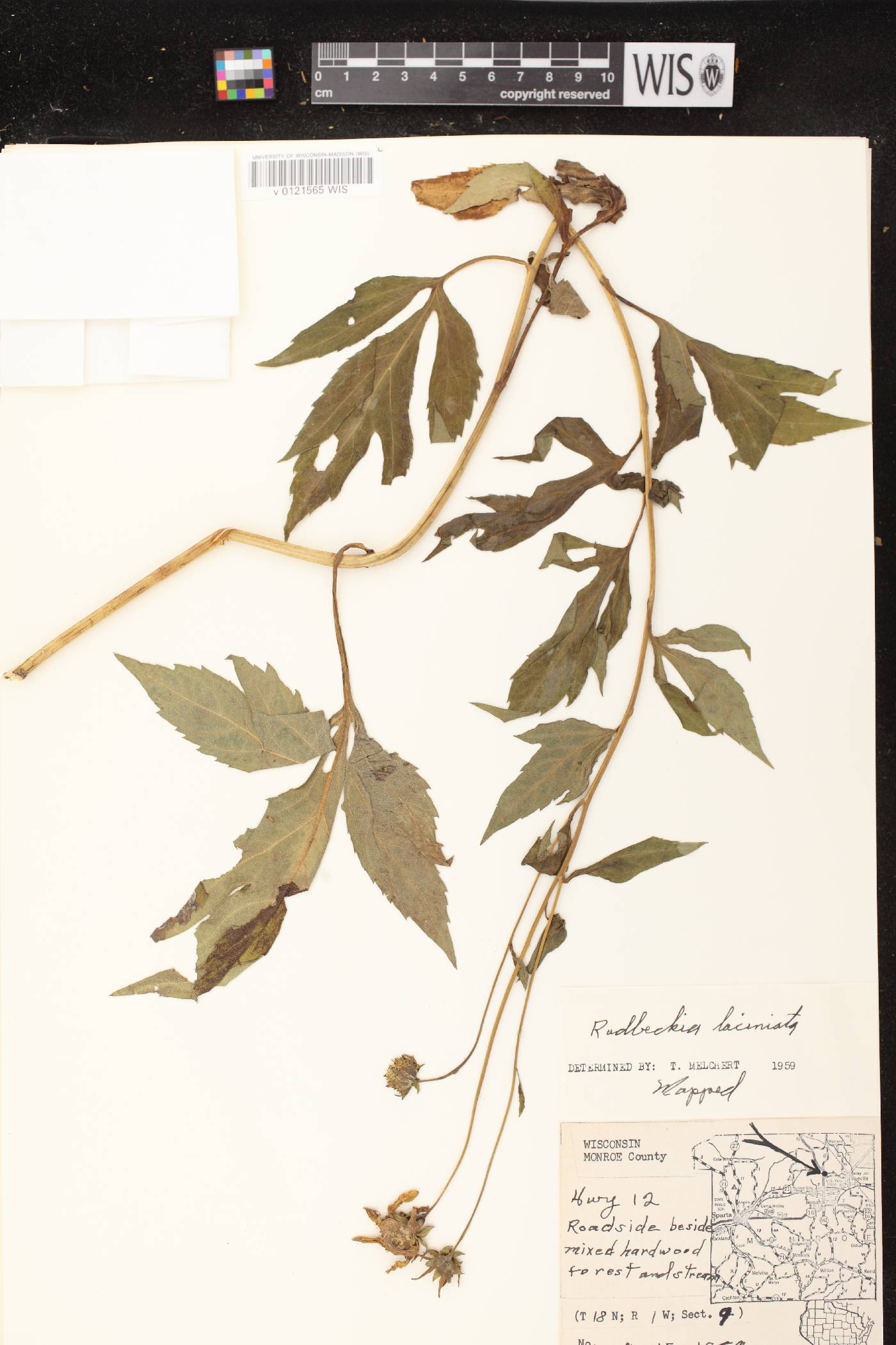 Rudbeckia laciniata image