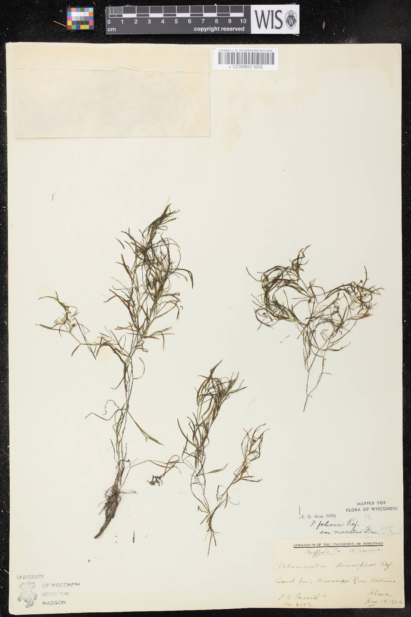 Potamogeton foliosus subsp. foliosus image