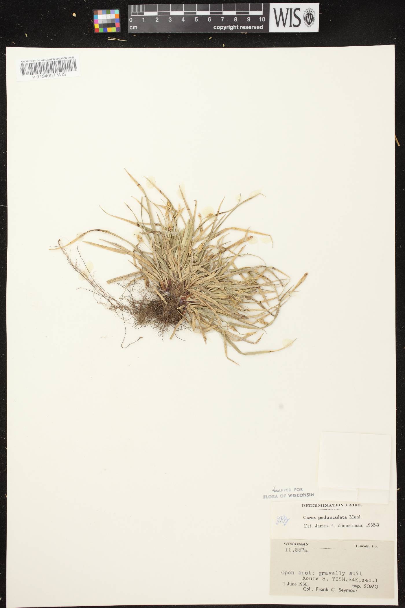 Carex pedunculata image
