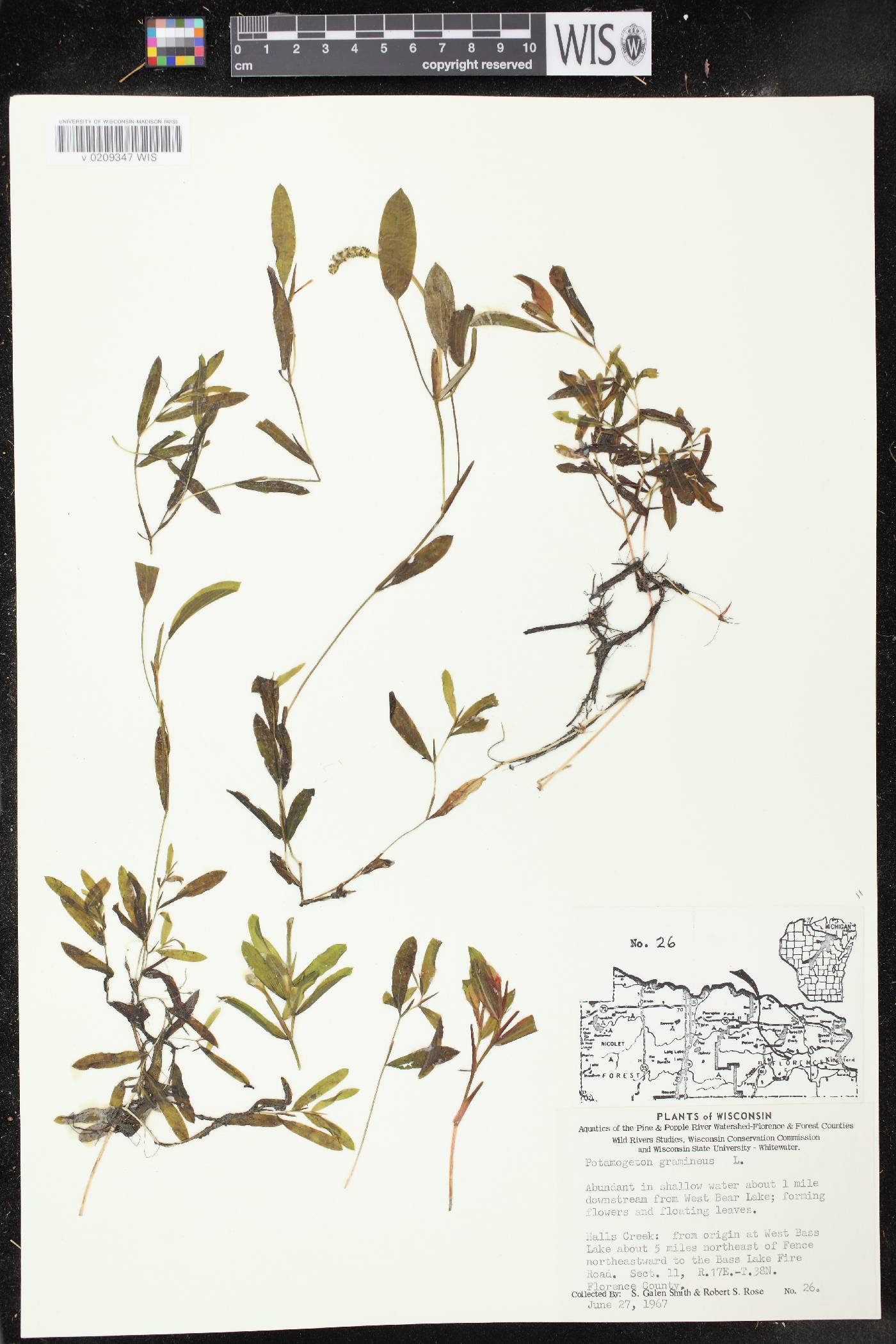 Potamogeton gramineus image
