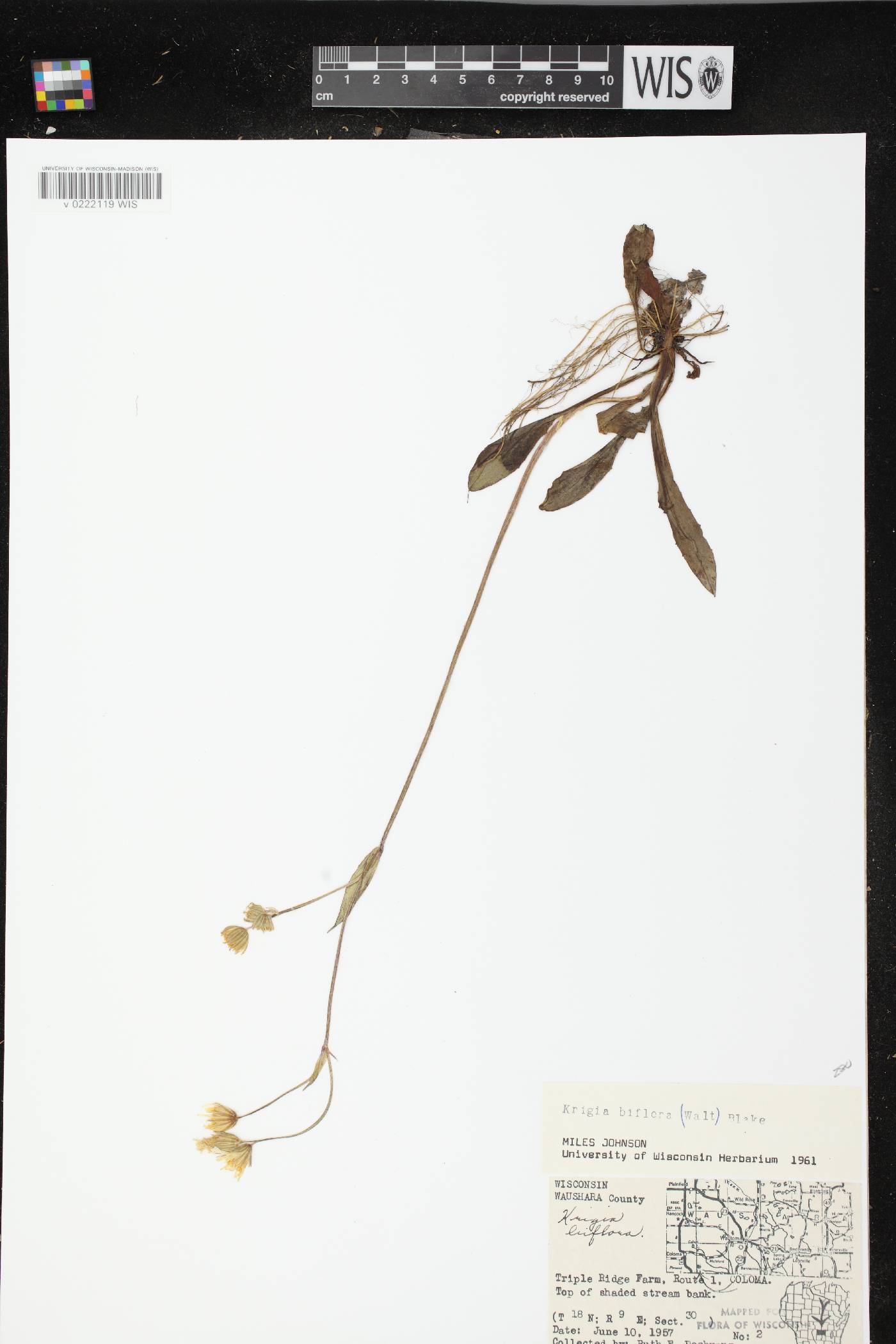 Krigia biflora subsp. biflora image