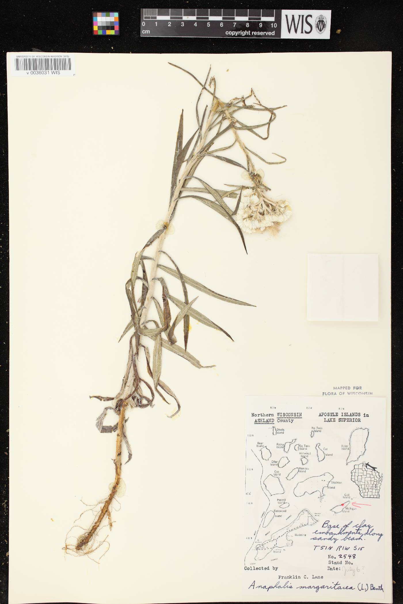Anaphalis margaritacea image
