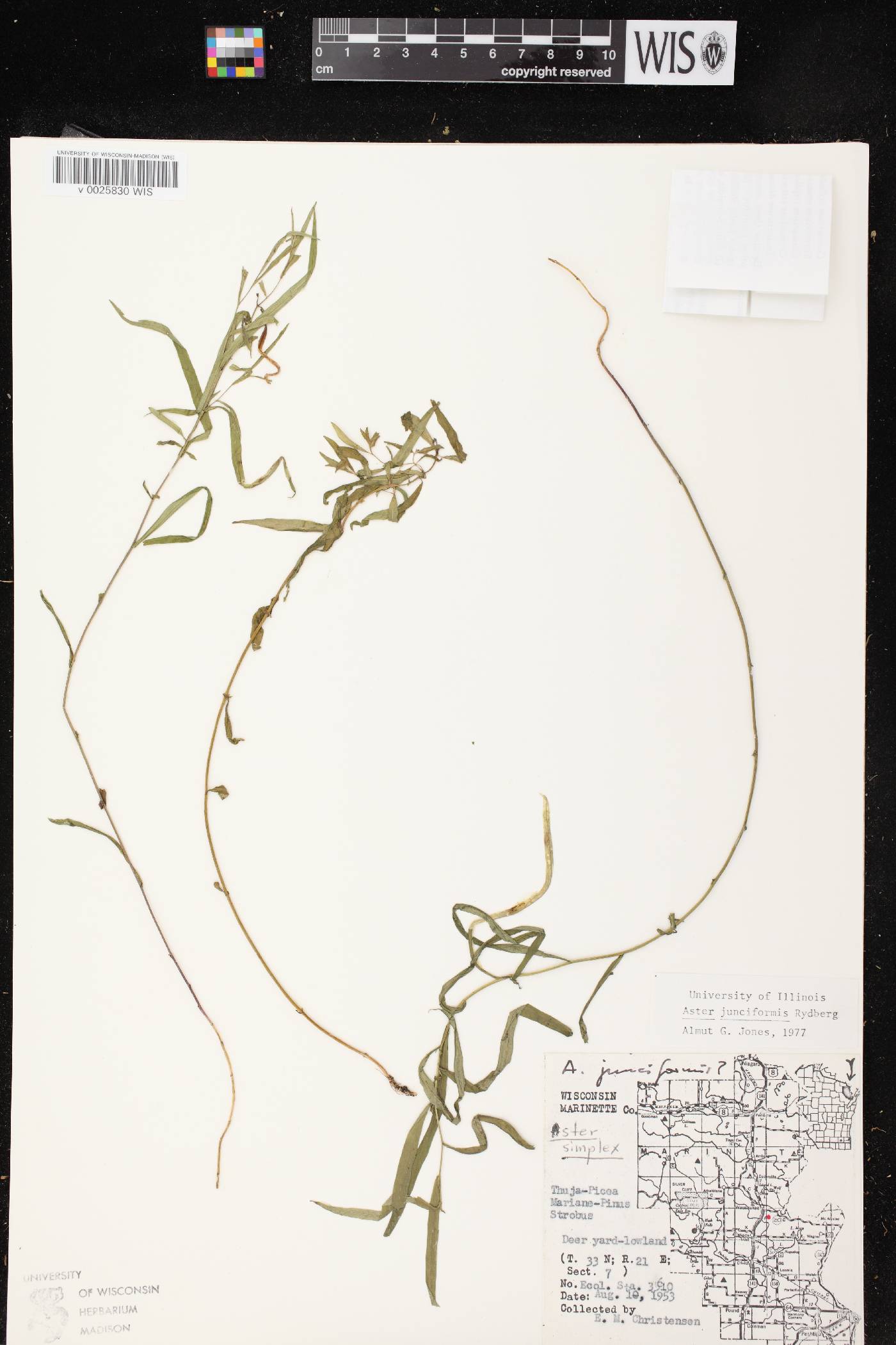 Symphyotrichum boreale image