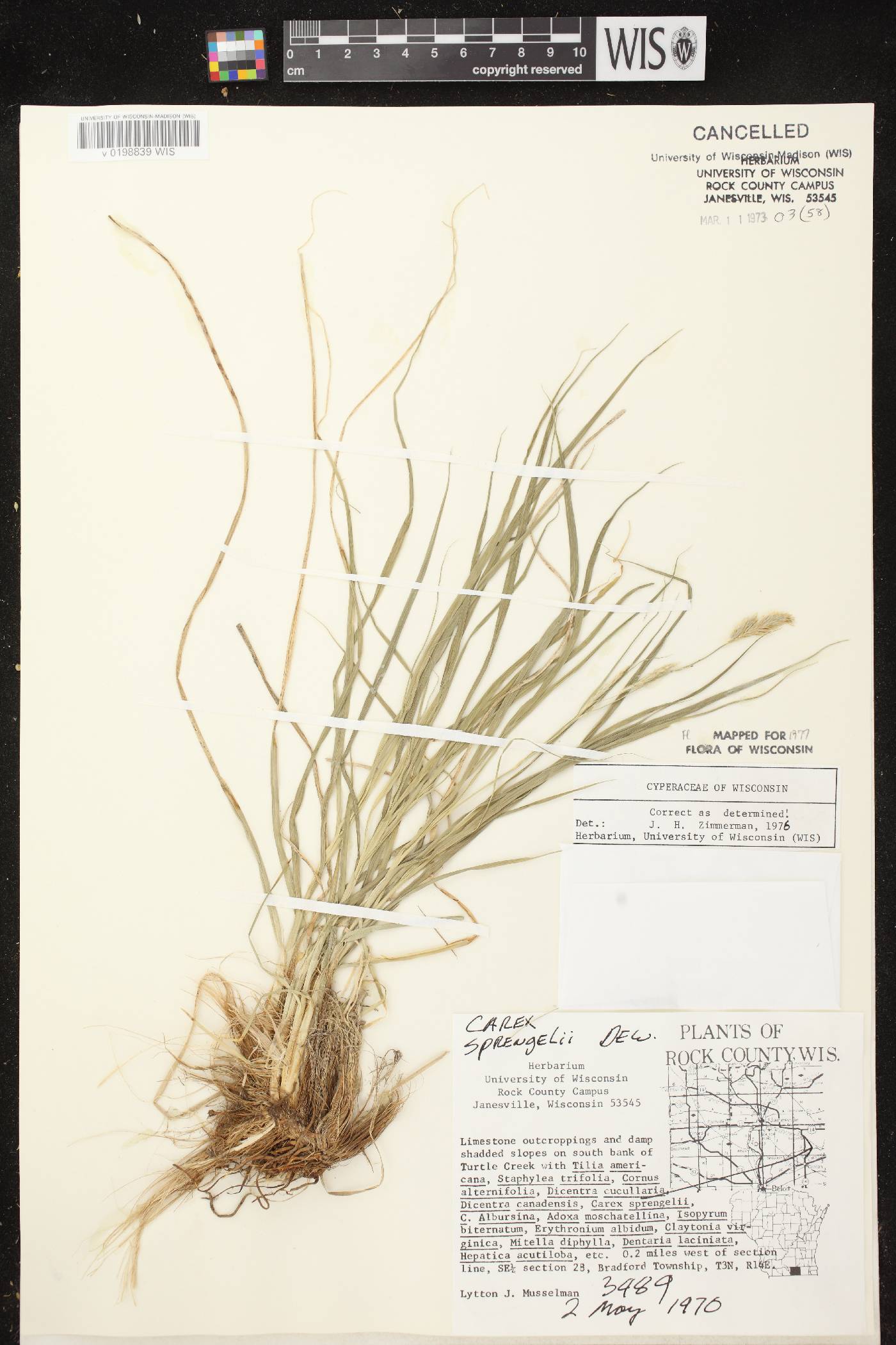 Carex sprengelii image