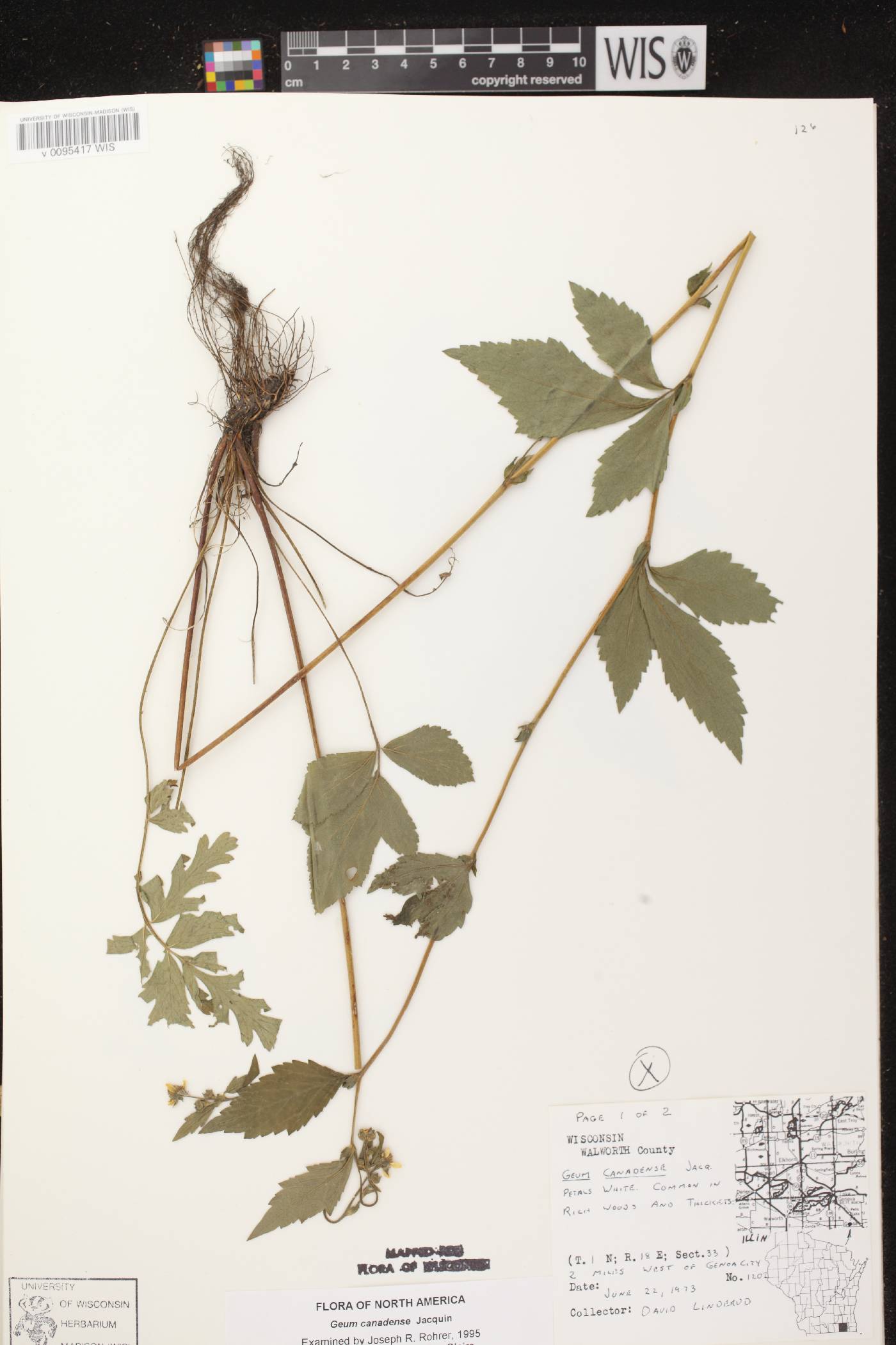 Geum canadense image