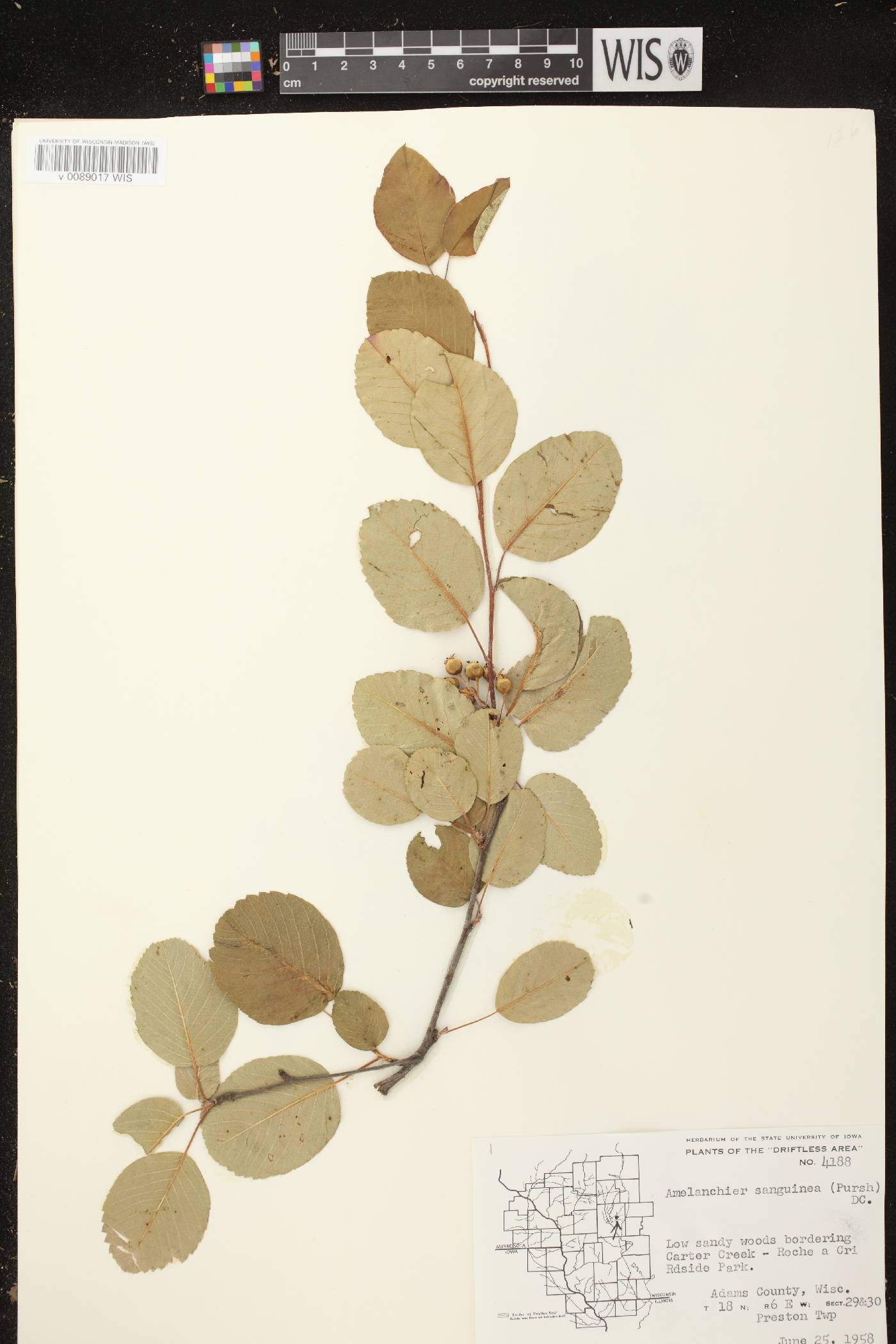 Amelanchier sanguinea image