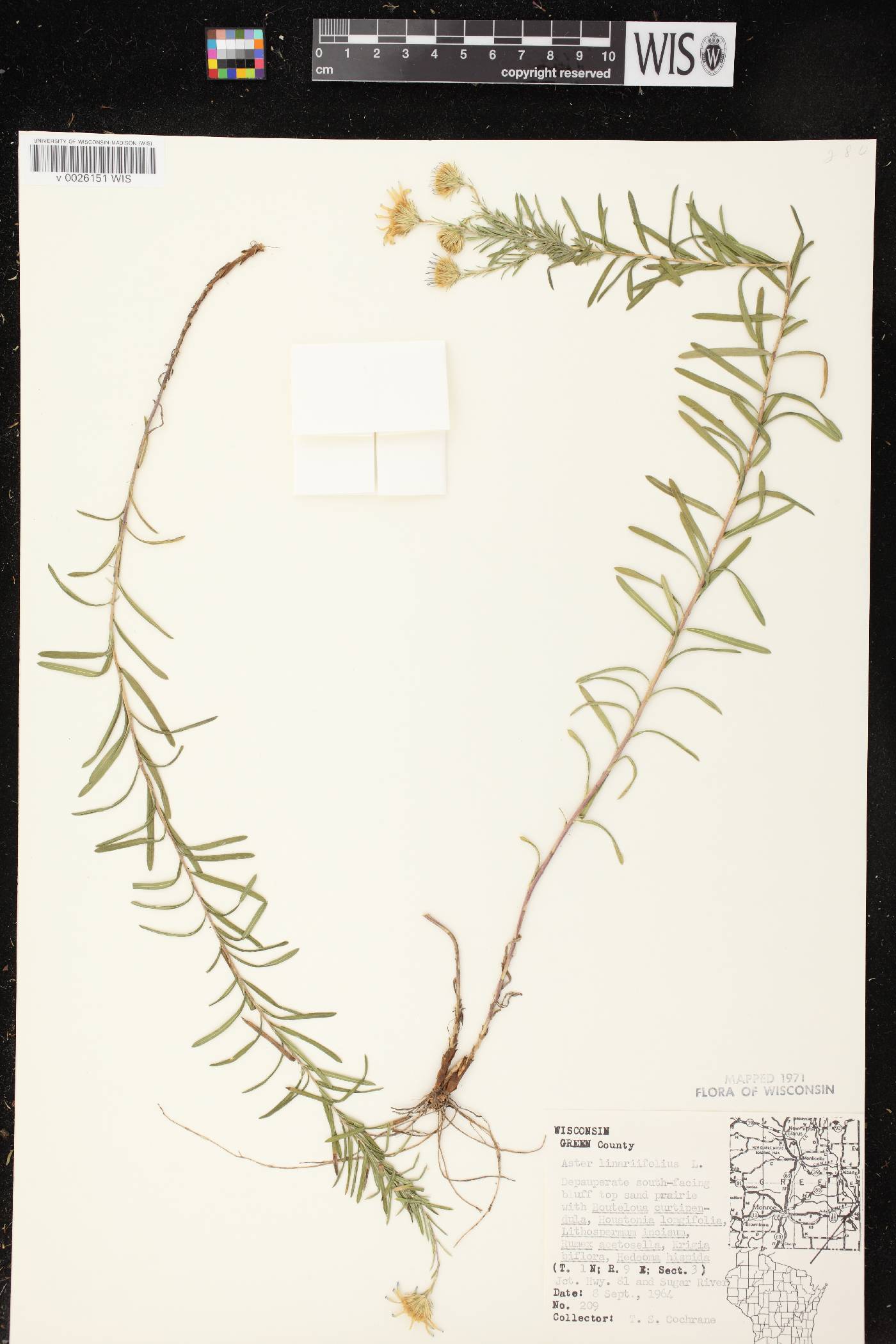 Ionactis linariifolia image